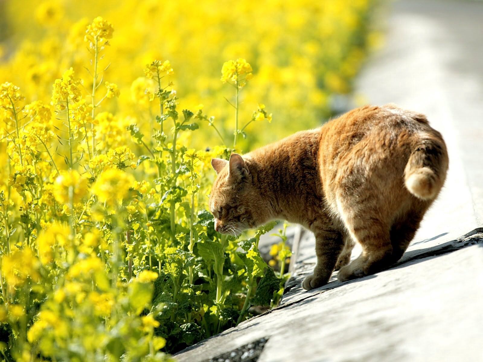 animals, grass, summer, cat, to sniff, smell
