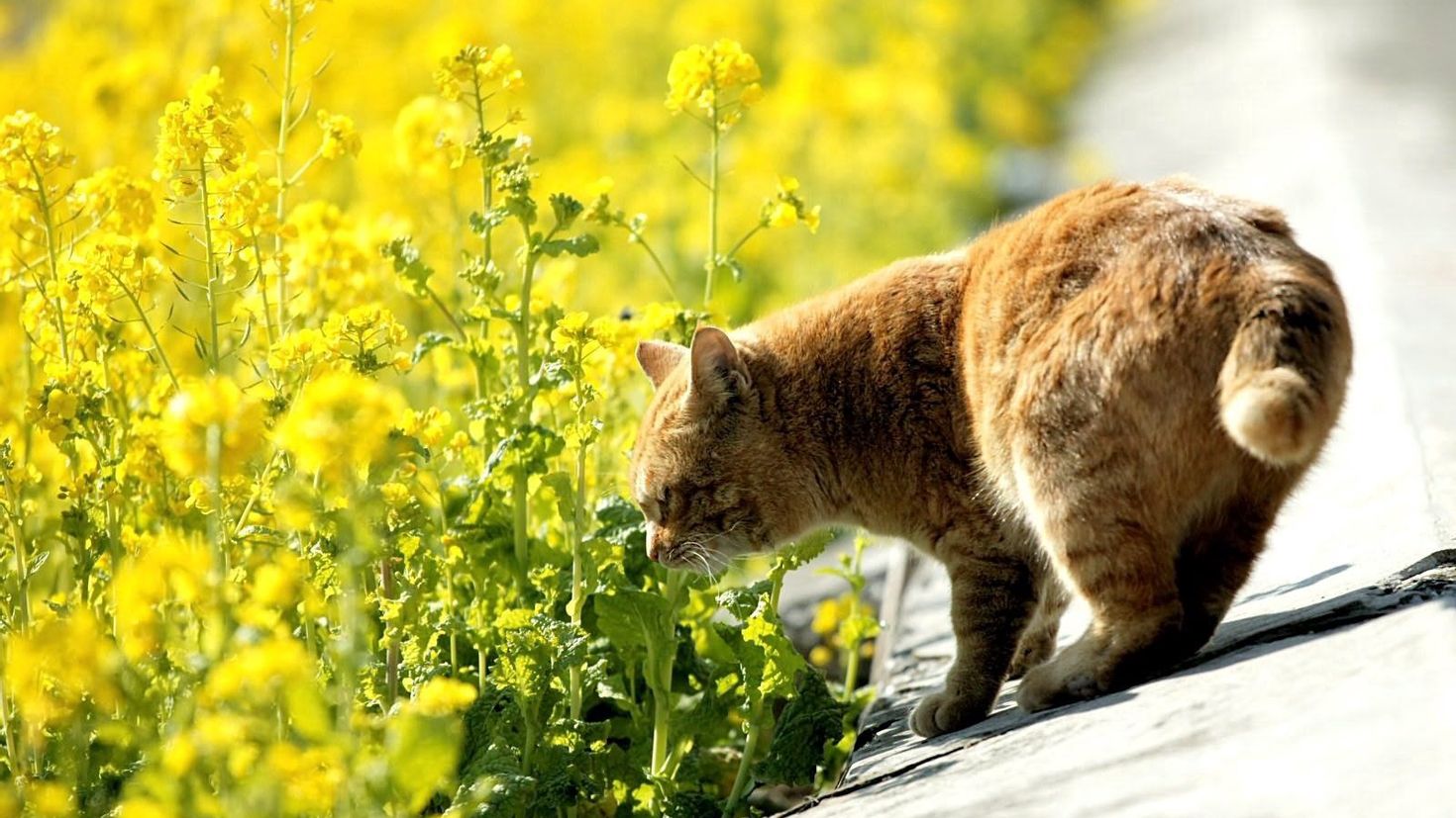 Кот ест мимозу. Кошка на природе. Кошка лето. Кот на солнышке.