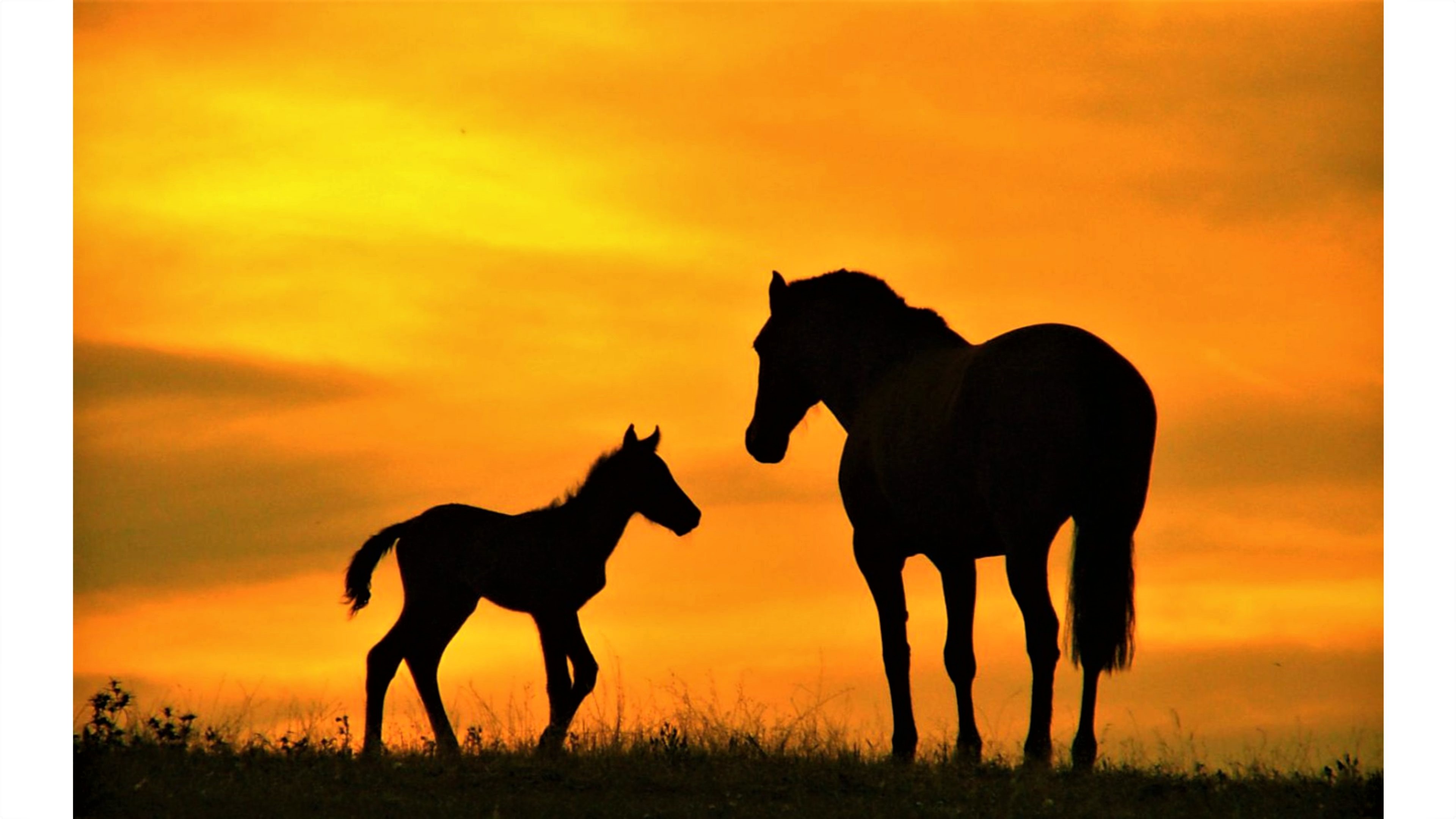 animal, horse, foal, mare, silhouette, sunset