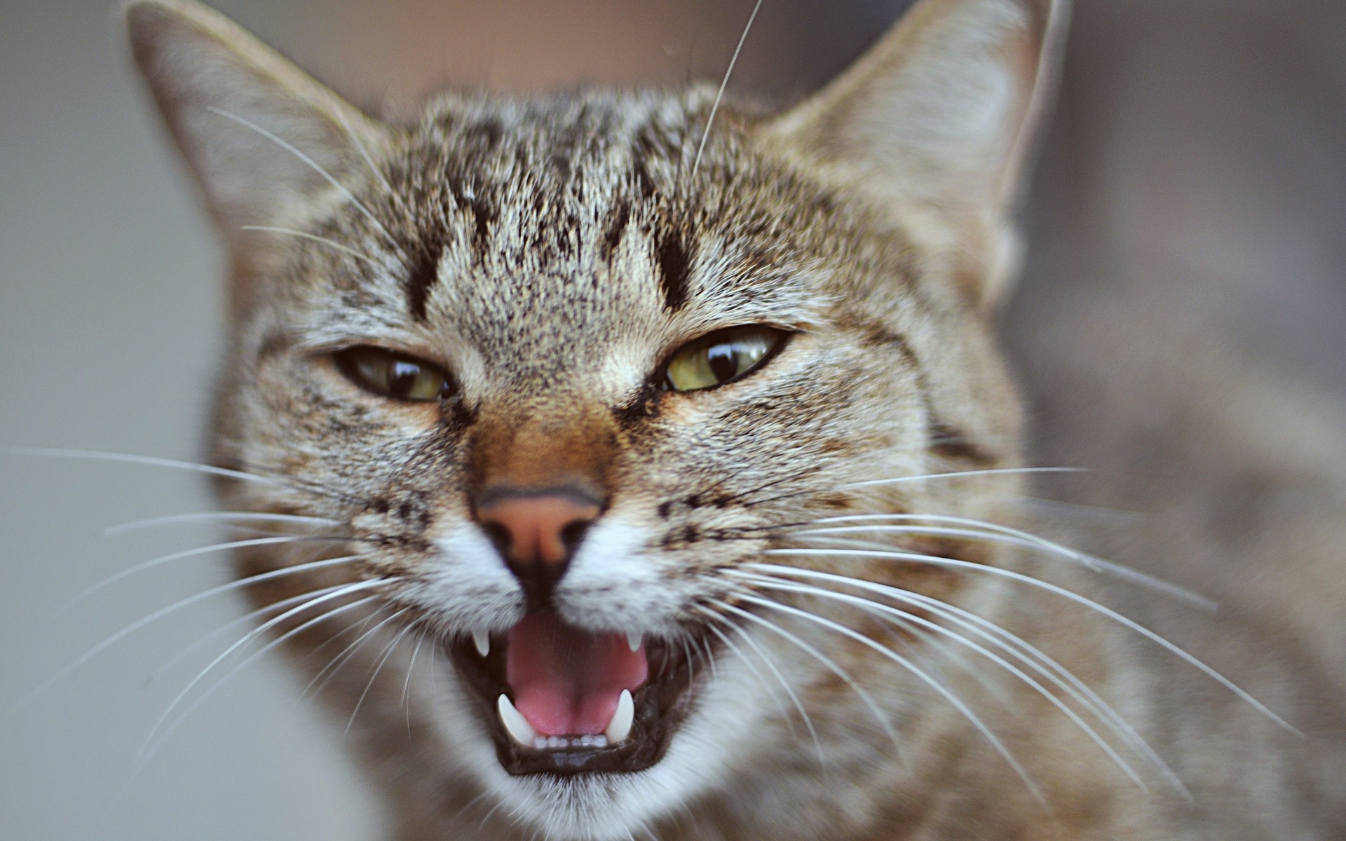 Звук показывает язык. Морда кота. Кошачья мордочка. Дерзкий кот. Кот с приоткрытым ртом.