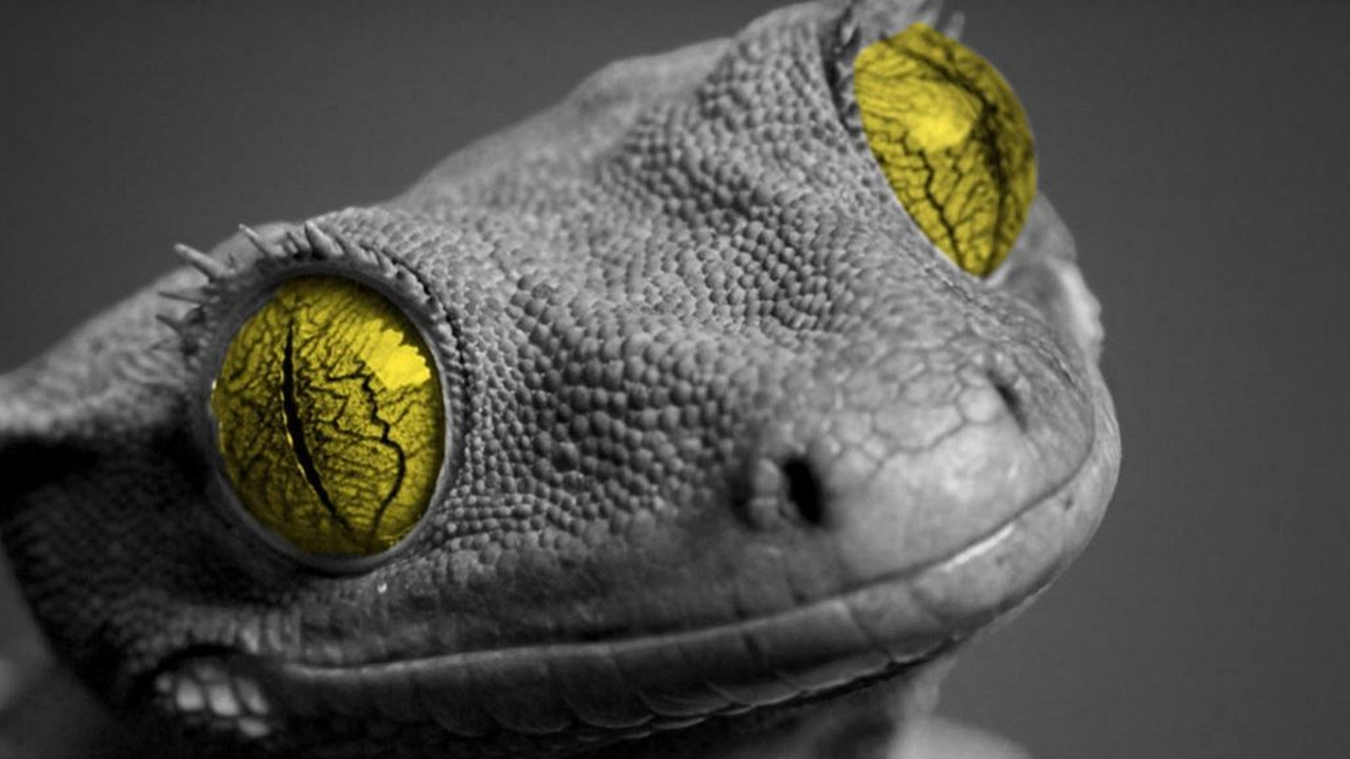 gecko, animal, lizard, reptiles UHD