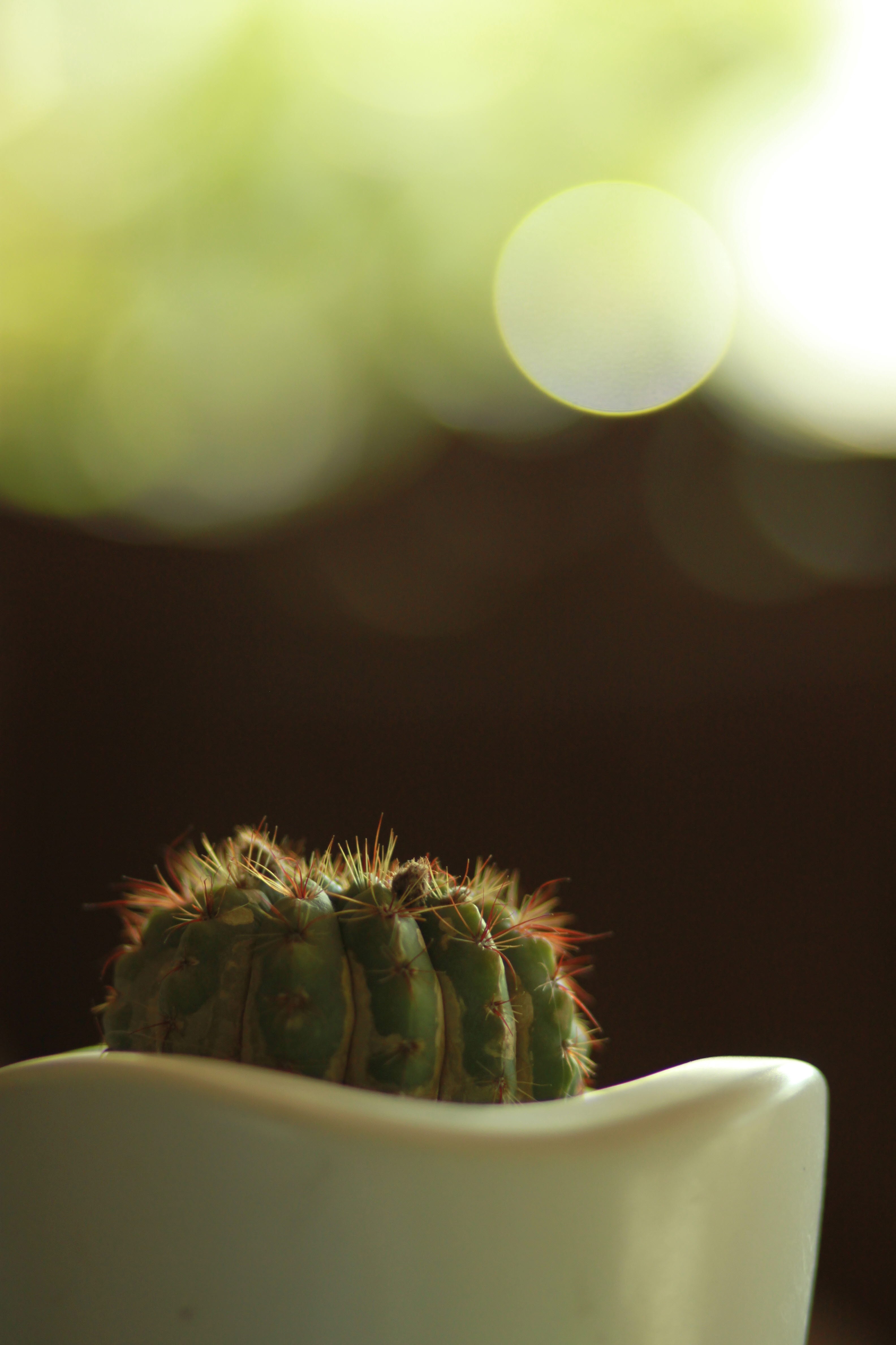 Lock Screen Cactus