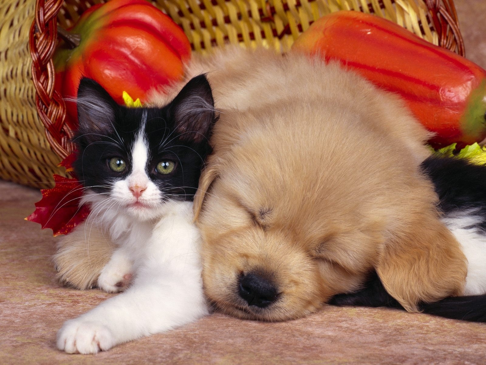 Download mobile wallpaper Animals, Cats, Dogs for free.