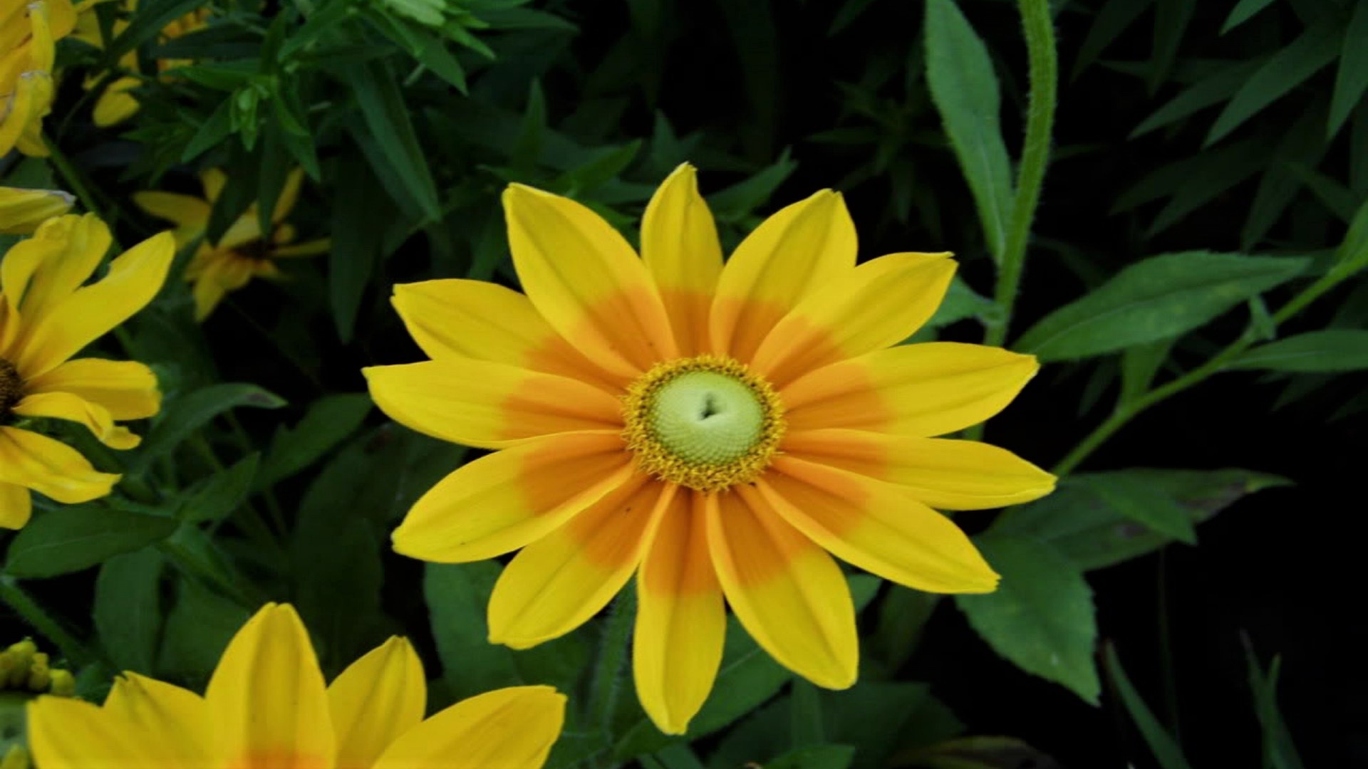earth, black eyed susan, flower, rudbeckia, yellow flower, flowers