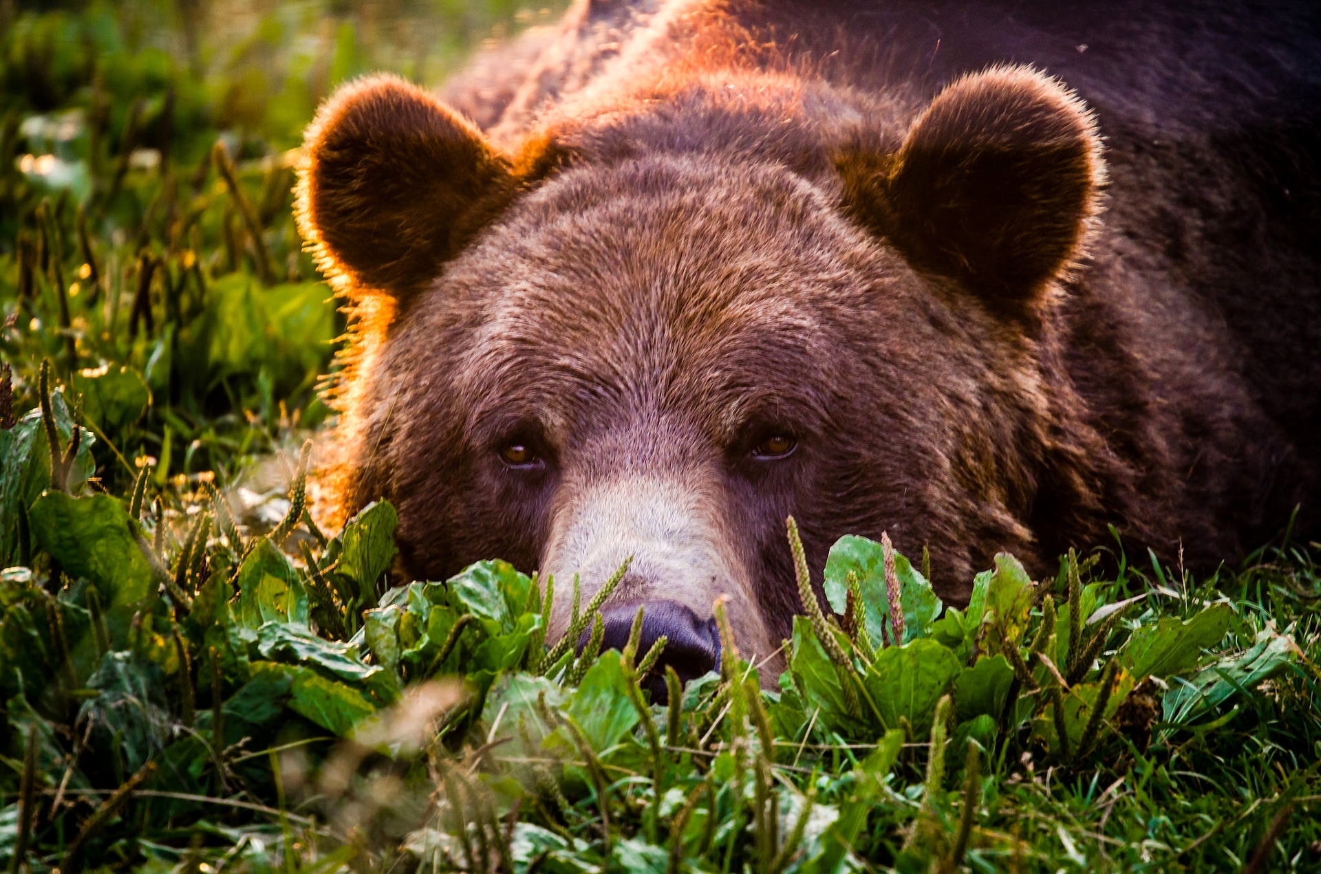 376624 скачать картинку животные, медведь, бурый медведь, трава, лежа, солнечно, медведи - обои и заставки бесплатно