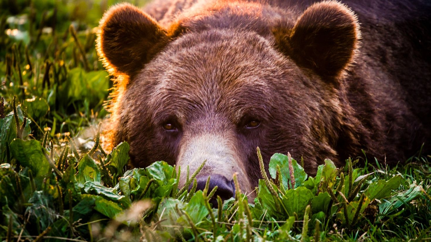 New bear. Бурый медведь. Медведь Гризли. Гризли и бурый. Гризли Grizzly, Гризли, медведь..