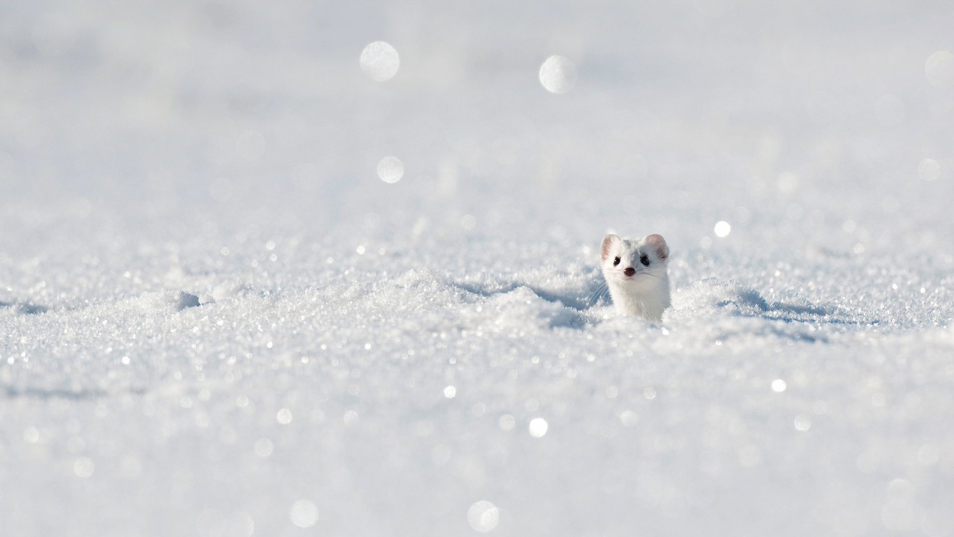 Животные под снегом