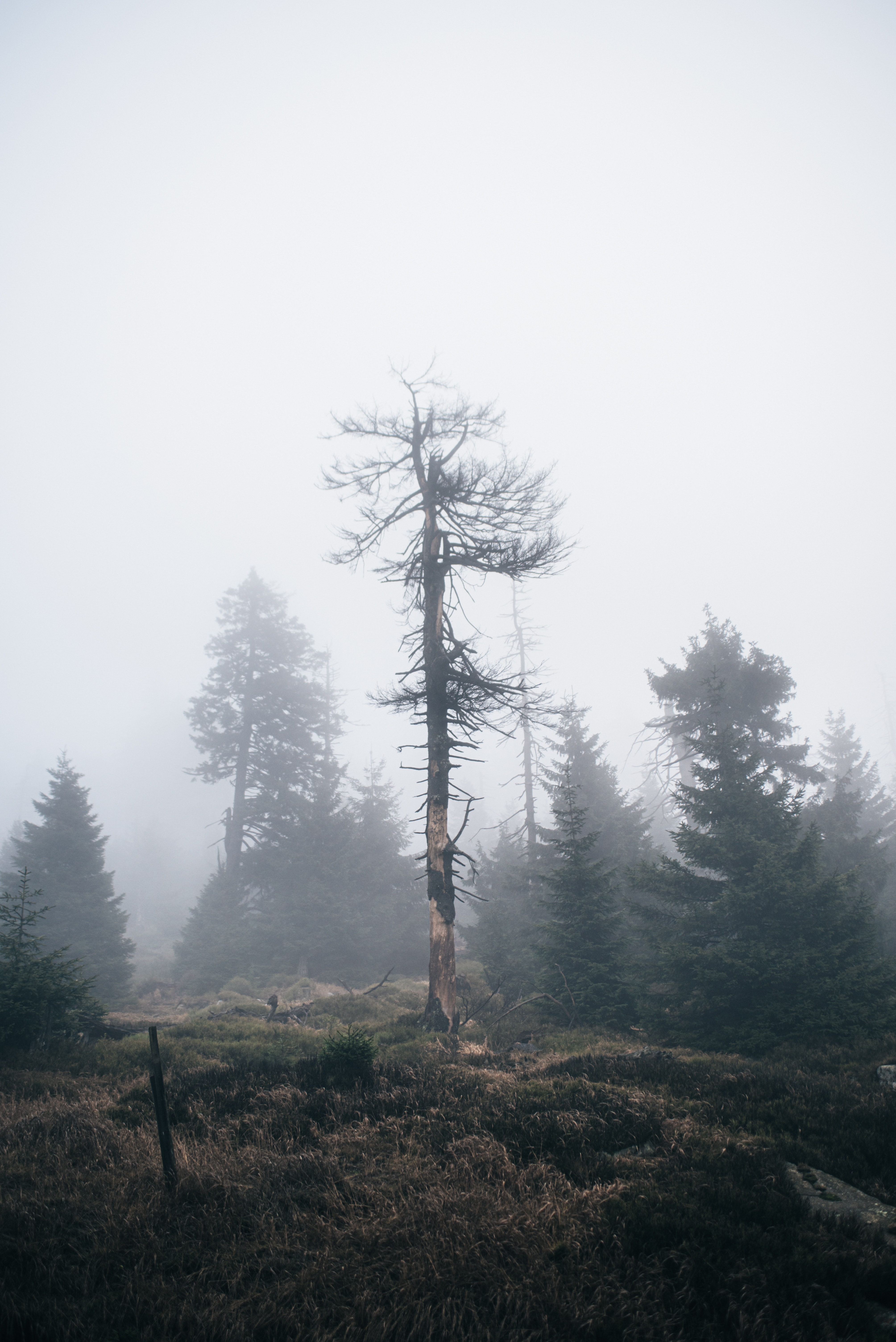 Download mobile wallpaper Tree, Fog, Wood, Dry, Nature for free.