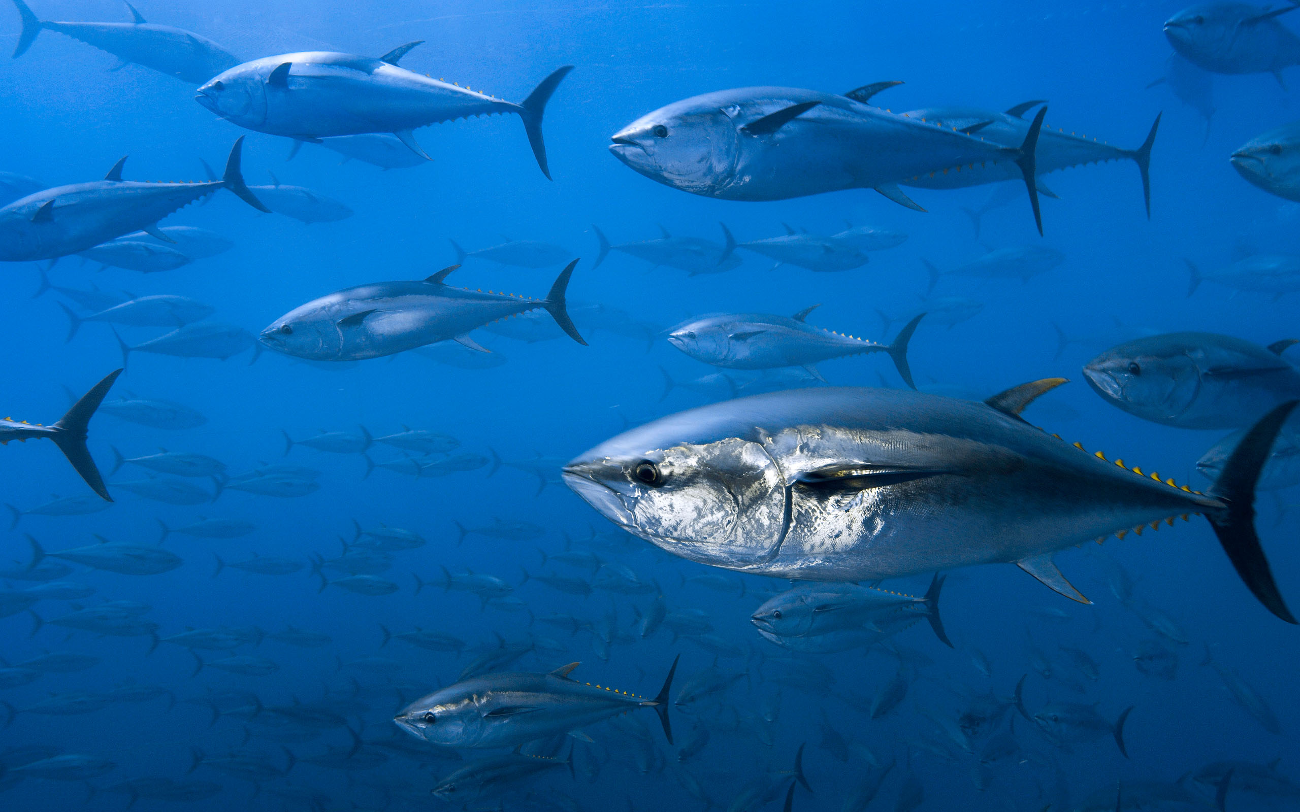 Bluefin Tuna Северная Атлантика