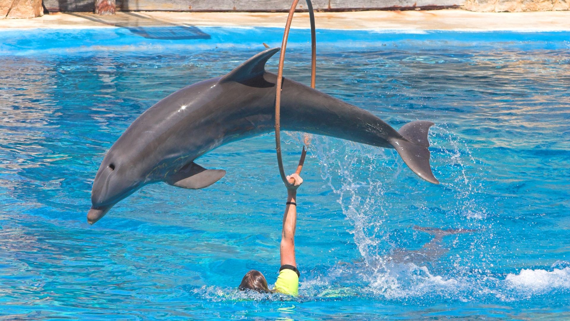 Download mobile wallpaper Hoop, Bounce, Jump, Animals, Pool, Dolphin for free.