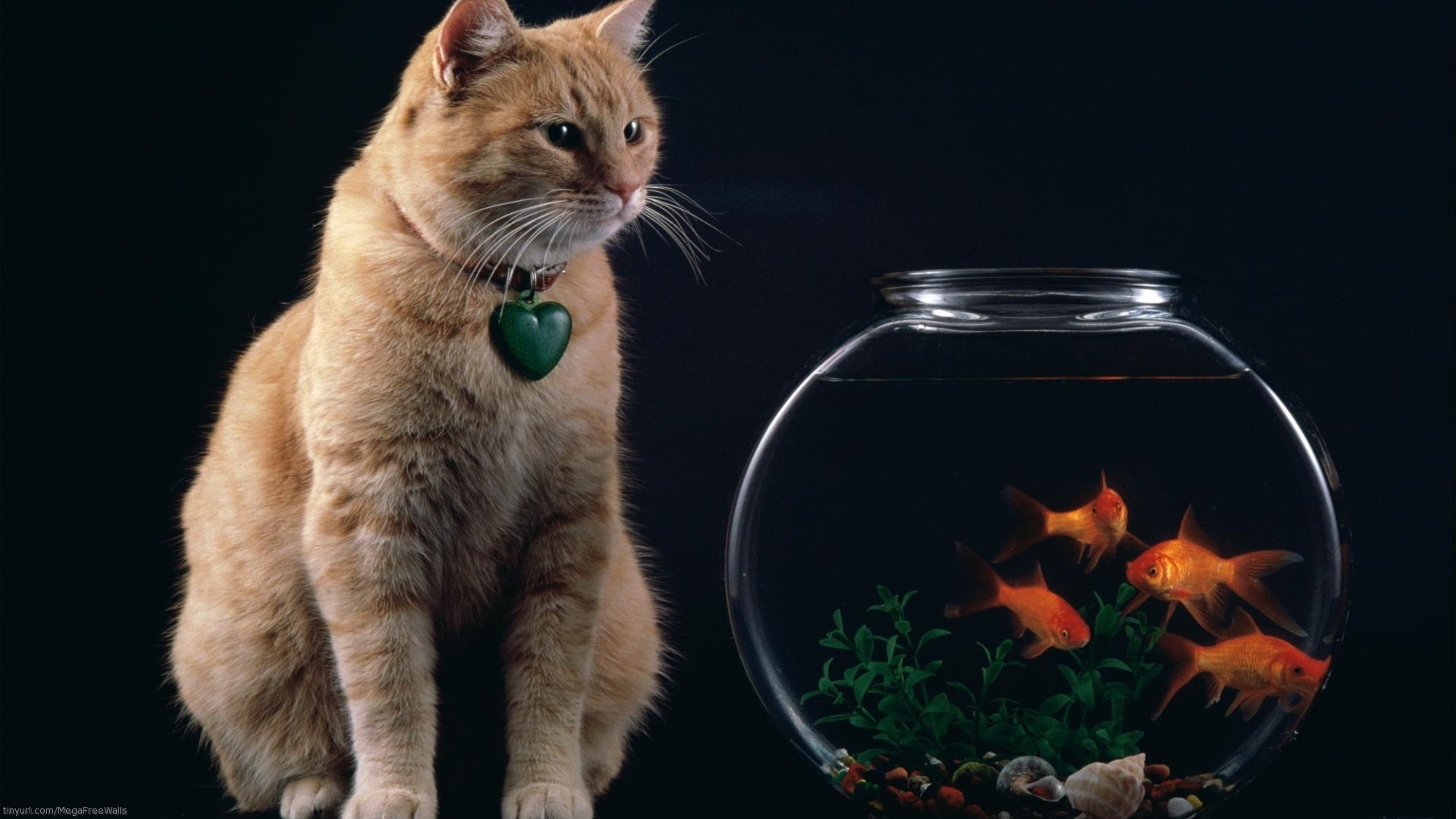 animal, cat, fish, goldfish, cats Aesthetic wallpaper