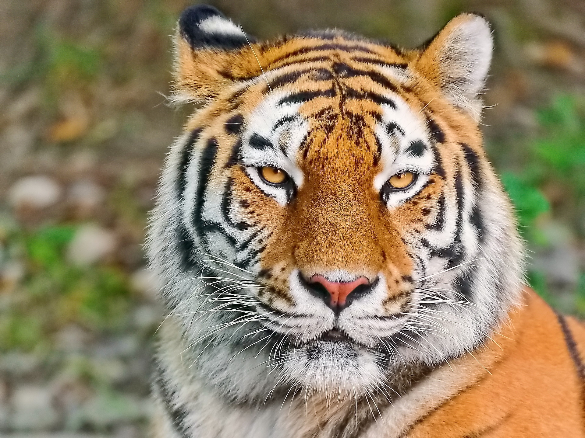 Download mobile wallpaper Tiger, Muzzle, Sight, Opinion, Animals, Predator, Aggression for free.