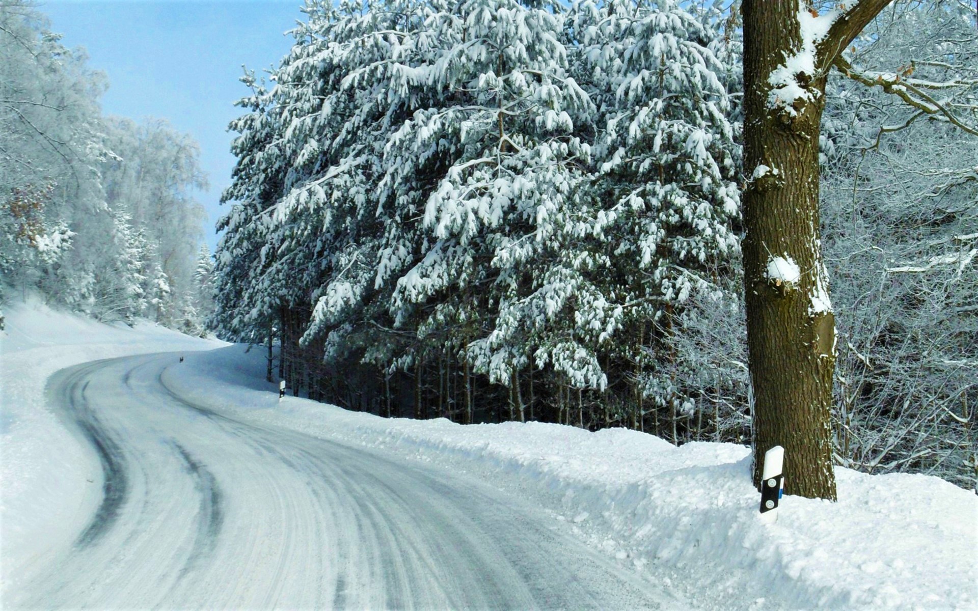 Деревья в снегу вдоль дороги