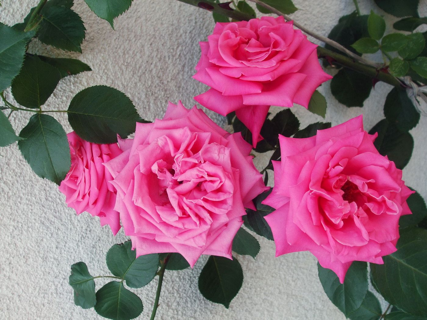 144020 descargar imagen flores, roses, arbusto, pared, amable, delicado: fondos de pantalla y protectores de pantalla gratis