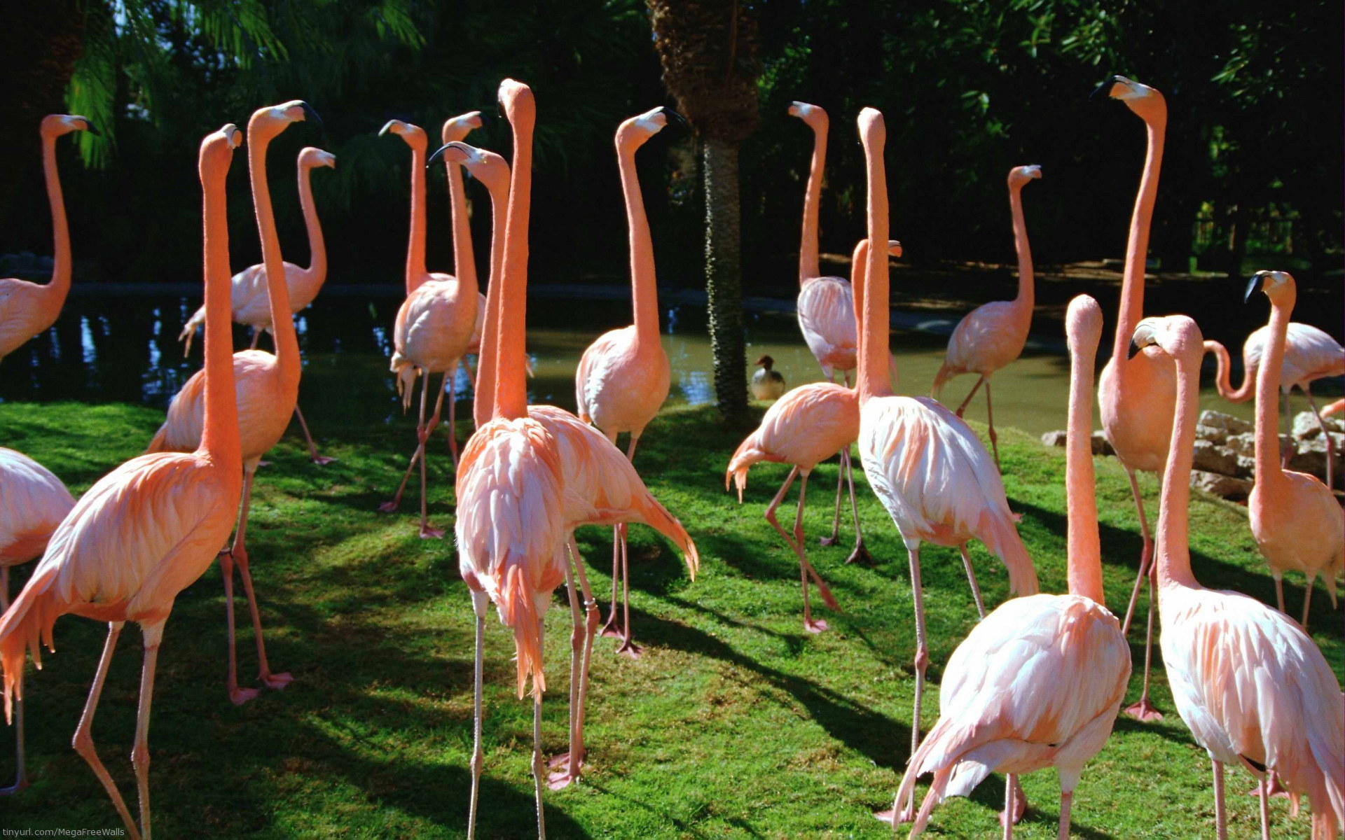 1460107 Bildschirmschoner und Hintergrundbilder Flamingo auf Ihrem Telefon. Laden Sie  Bilder kostenlos herunter