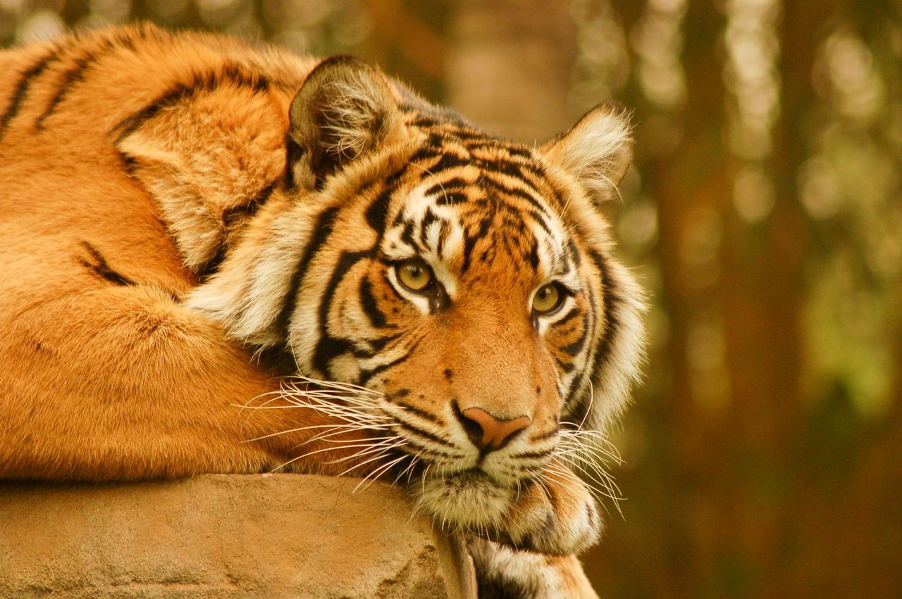 Задумчивый тигр