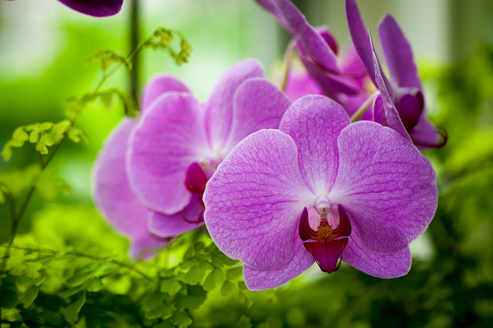 Орхидея гуллари