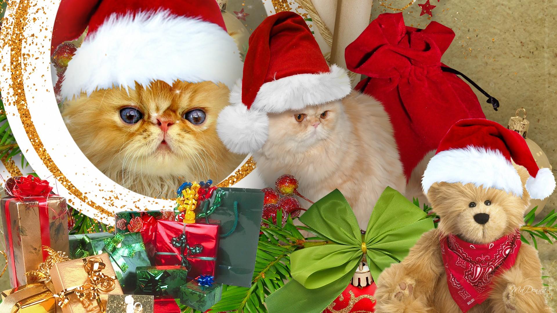 holiday, christmas, cat, decoration, gift, persian cat, santa hat, teddy bear