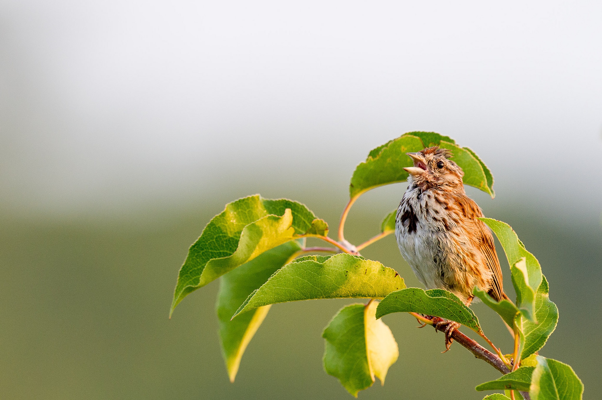 Птица воробей верблюд. Верблюд Воробей птица. Song Sparrow. Sparrow HD. Серебряные воробьи обои.