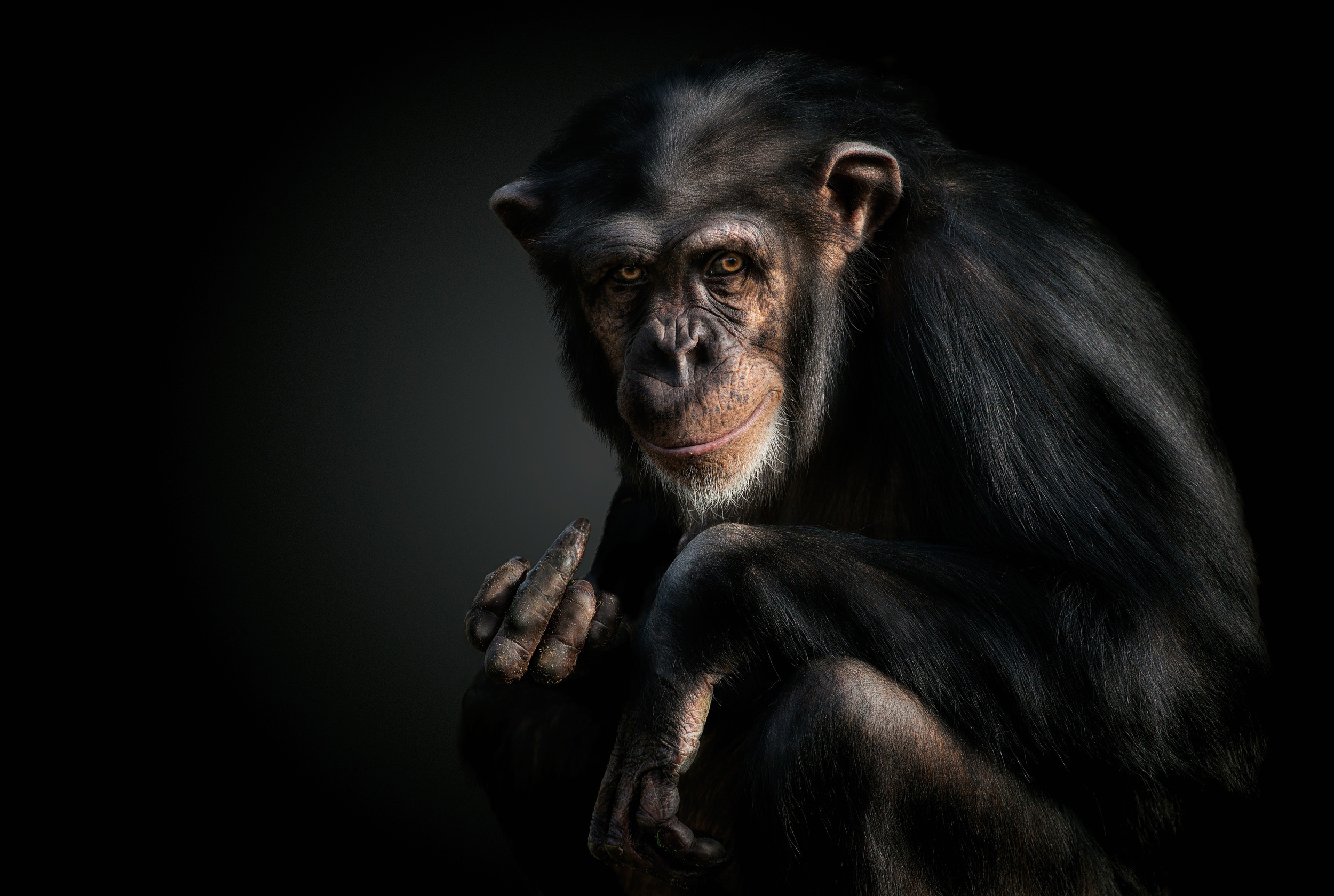412199 Bild herunterladen tiere, schimpanse, affen, primas - Hintergrundbilder und Bildschirmschoner kostenlos