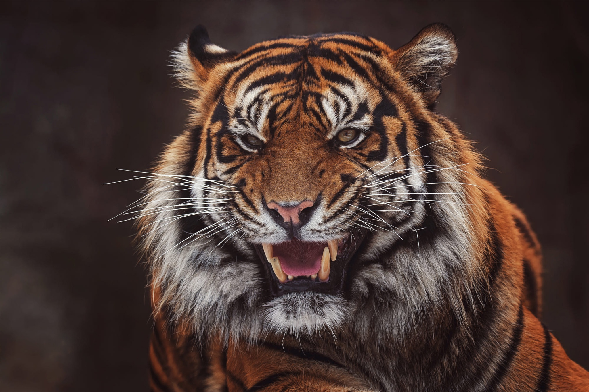 animal, tiger, roar, cats 4K, Ultra HD