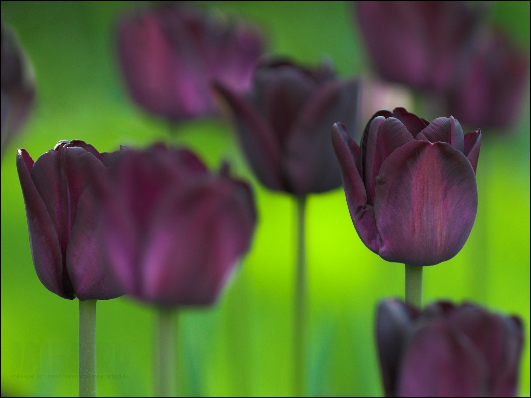  Tulips HD Android Wallpapers
