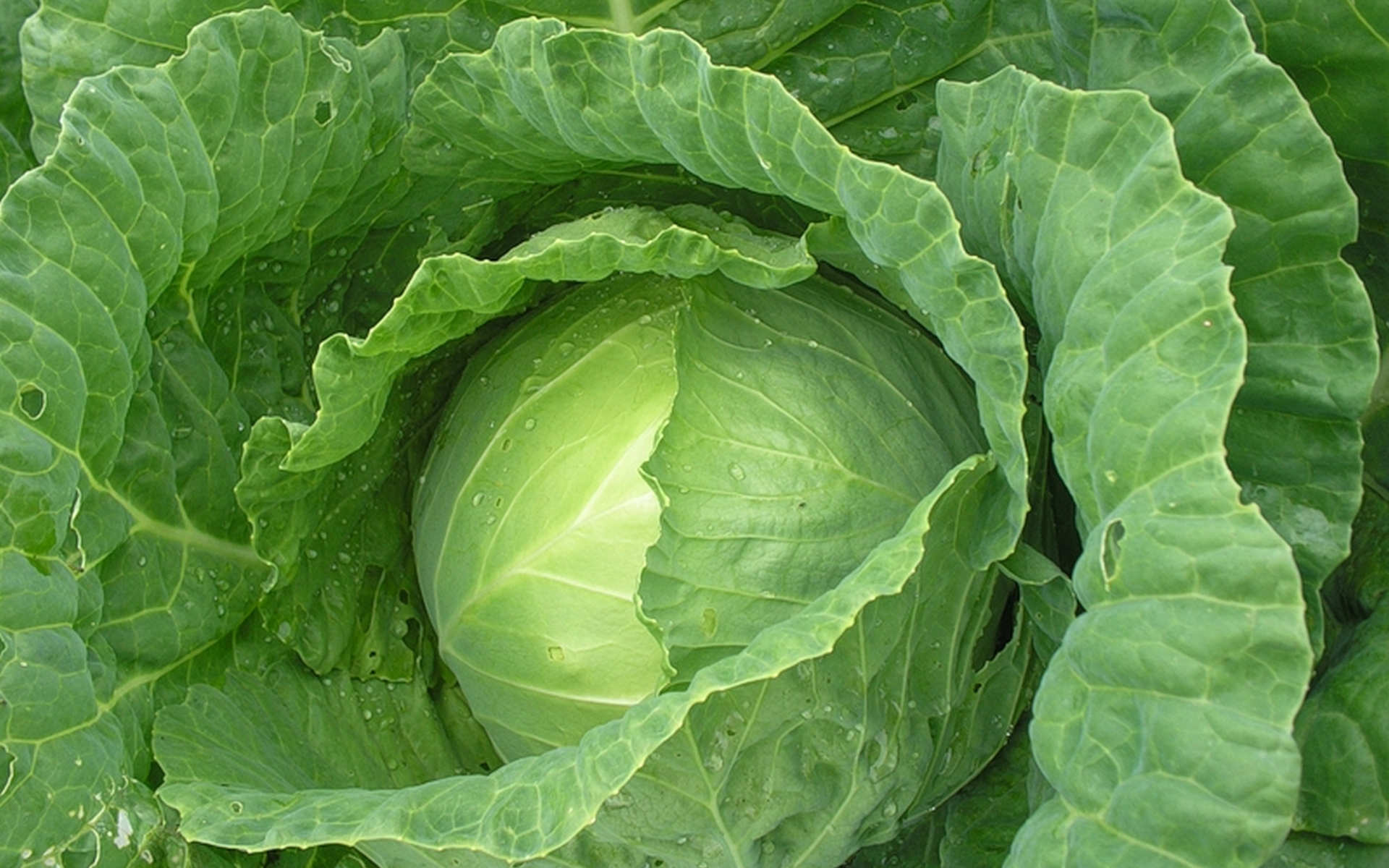 cabbage, food