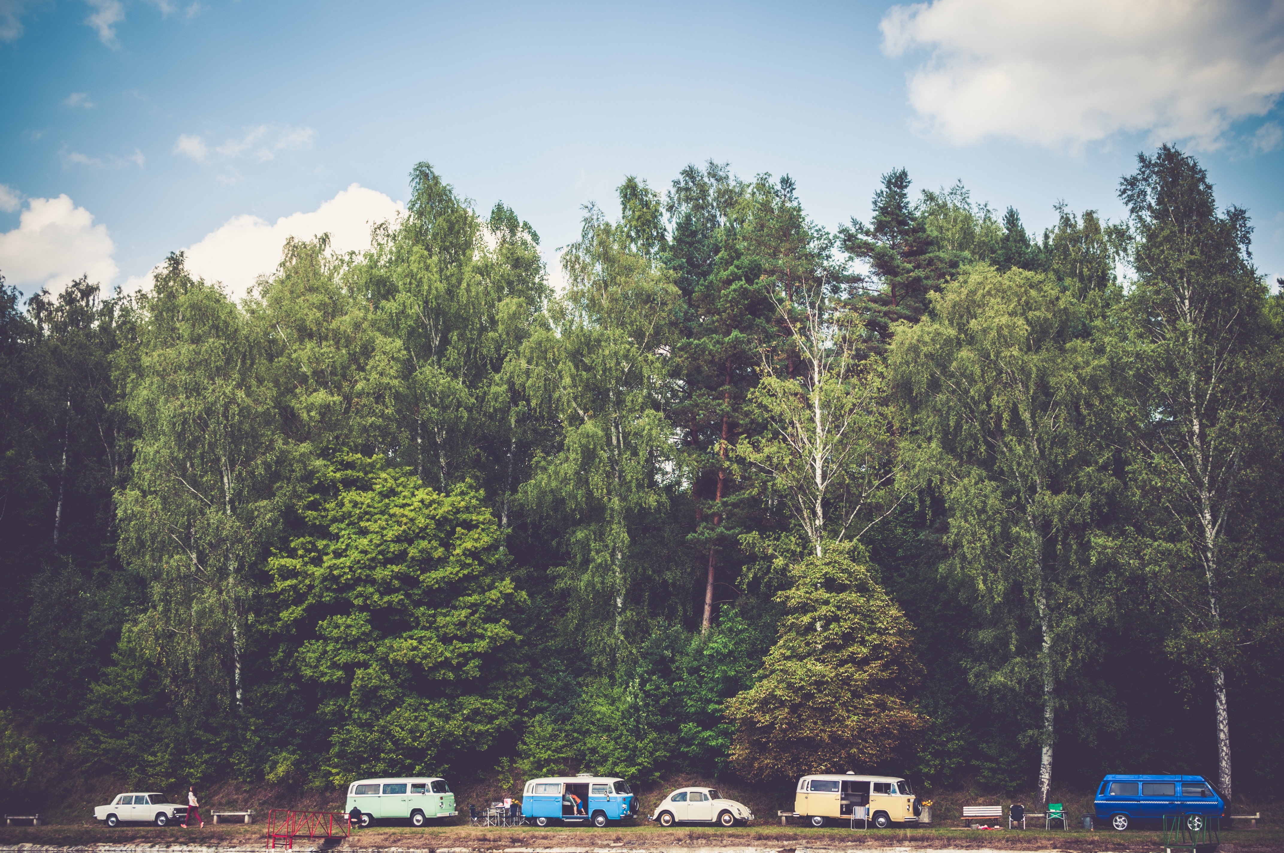 camping, nature, trees, forest, campsite, vans