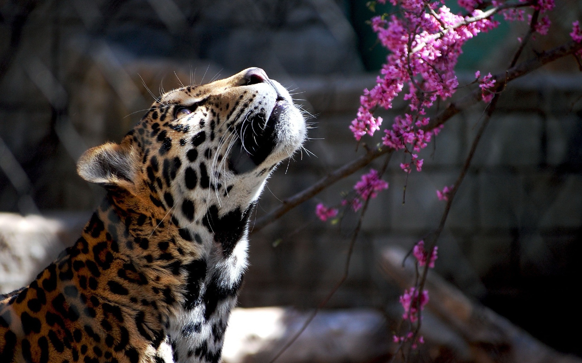 Леопард красивые фото на аватарку