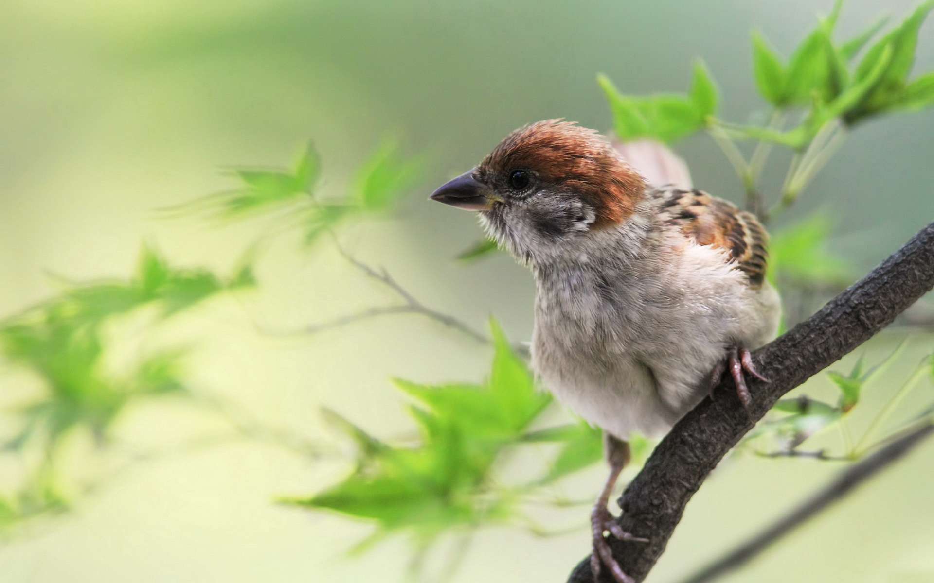 animal, sparrow, birds Phone Background