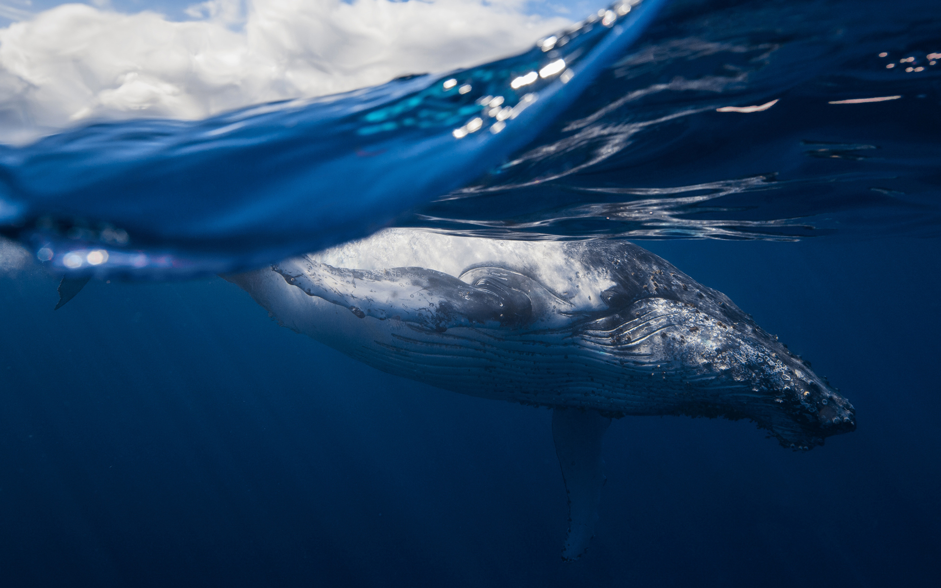856310 descargar fondo de pantalla animales, ballena, vida marina, submarina: protectores de pantalla e imágenes gratis