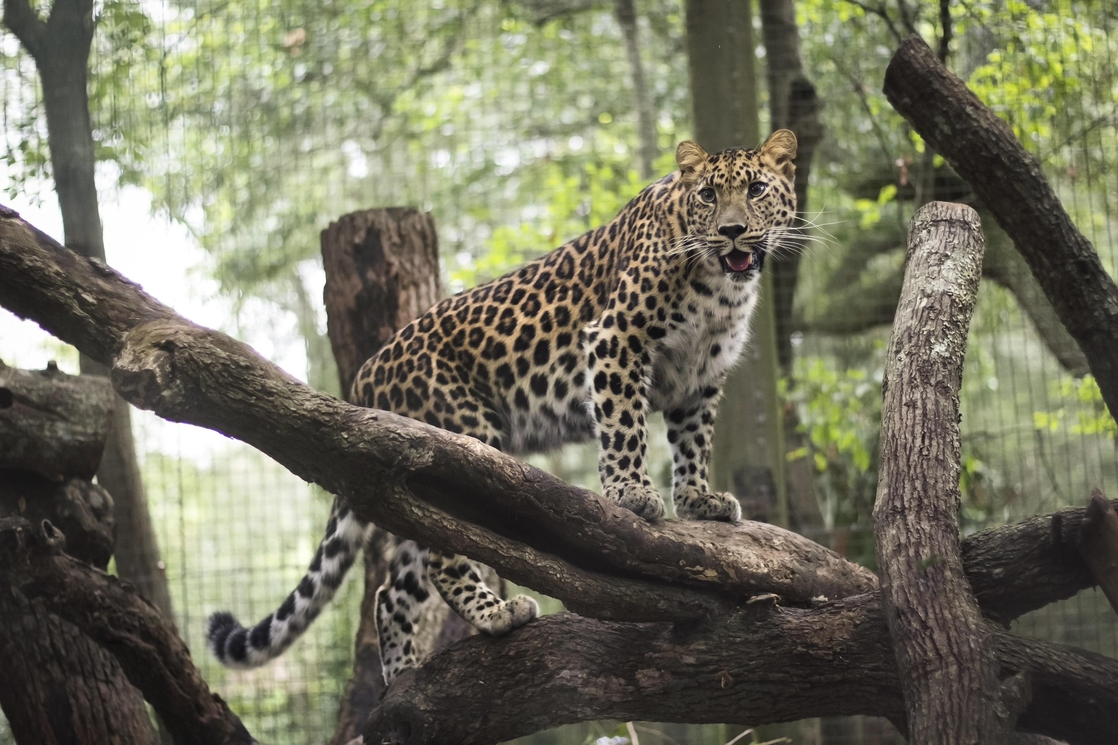 animals, leopard, predator, wild cat, wildcat, zoo wallpaper for mobile
