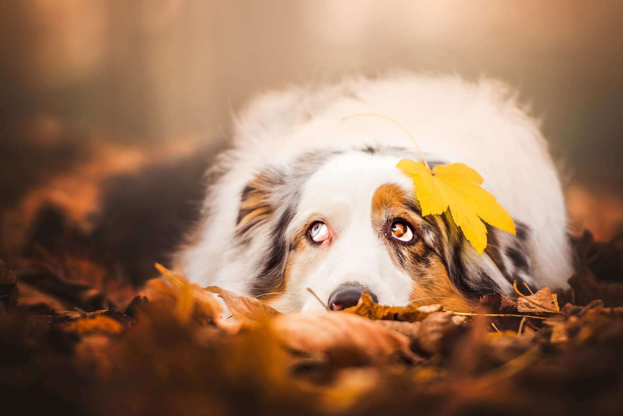 Download mobile wallpaper Dogs, Dog, Leaf, Fall, Animal, Australian Shepherd, Depth Of Field for free.