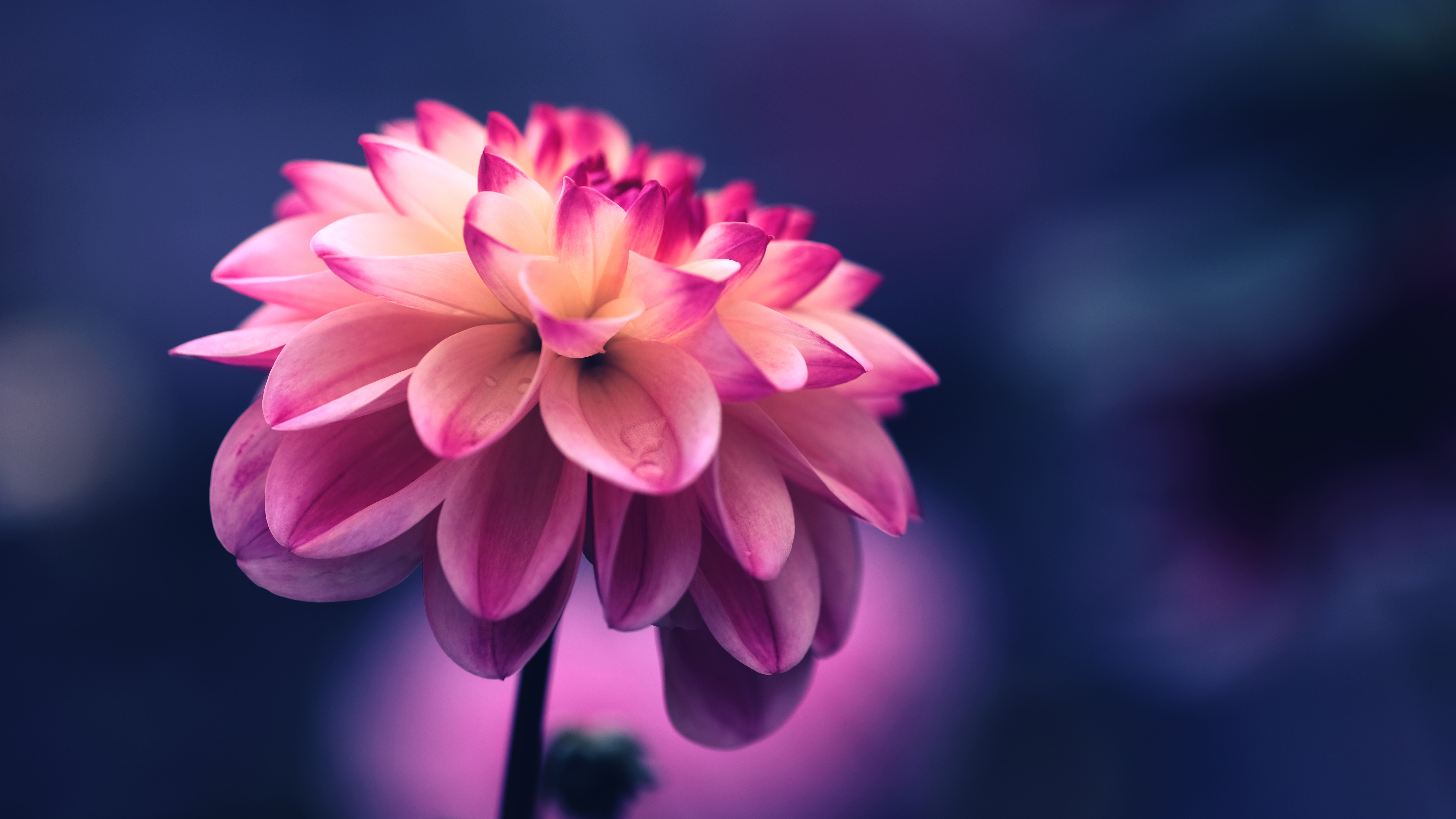 flowers, petals, flower, pink, bud, close up 1080p