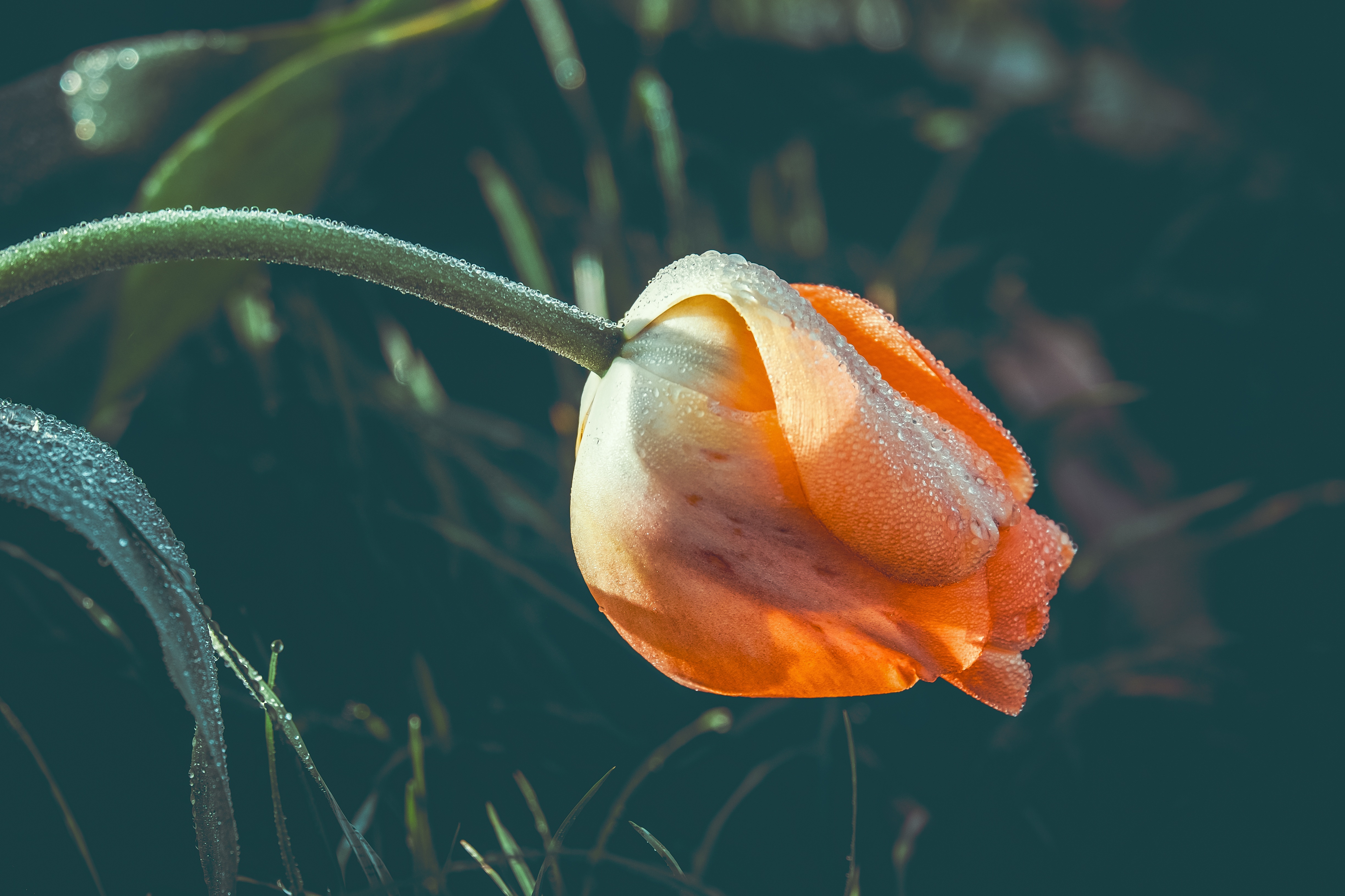Laden Sie das Drops, Blume, Makro, Nass, Tau, Tulip, Tulpe-Bild kostenlos auf Ihren PC-Desktop herunter