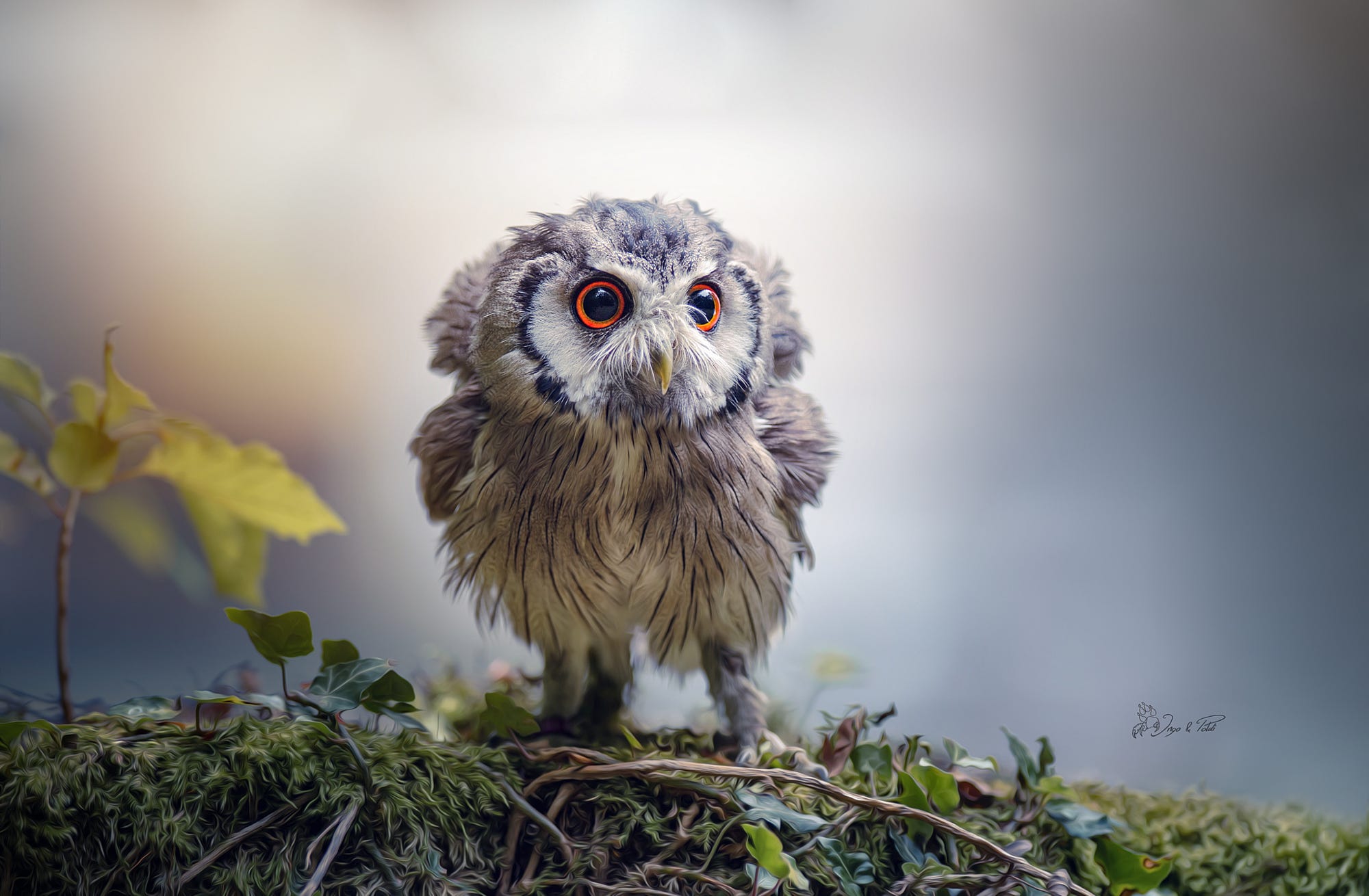 Free Owlet HD picture