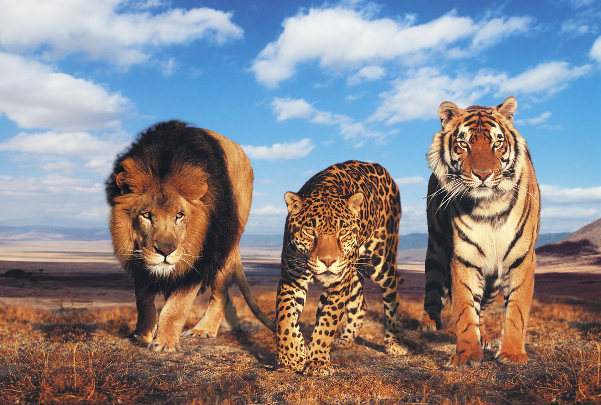 Лев тигр леопард гепард