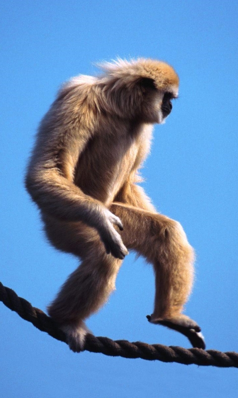 1174635 Bildschirmschoner und Hintergrundbilder Gibbon auf Ihrem Telefon. Laden Sie  Bilder kostenlos herunter