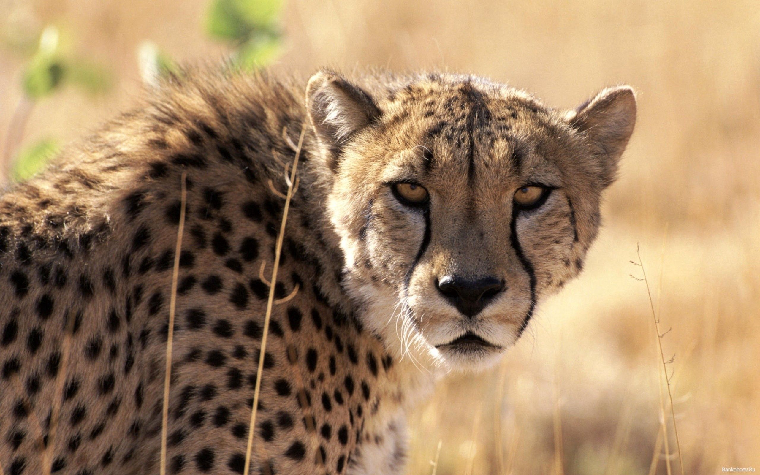 wallpapers animals, grass, background, cheetah, muzzle, big cat, expectation, waiting