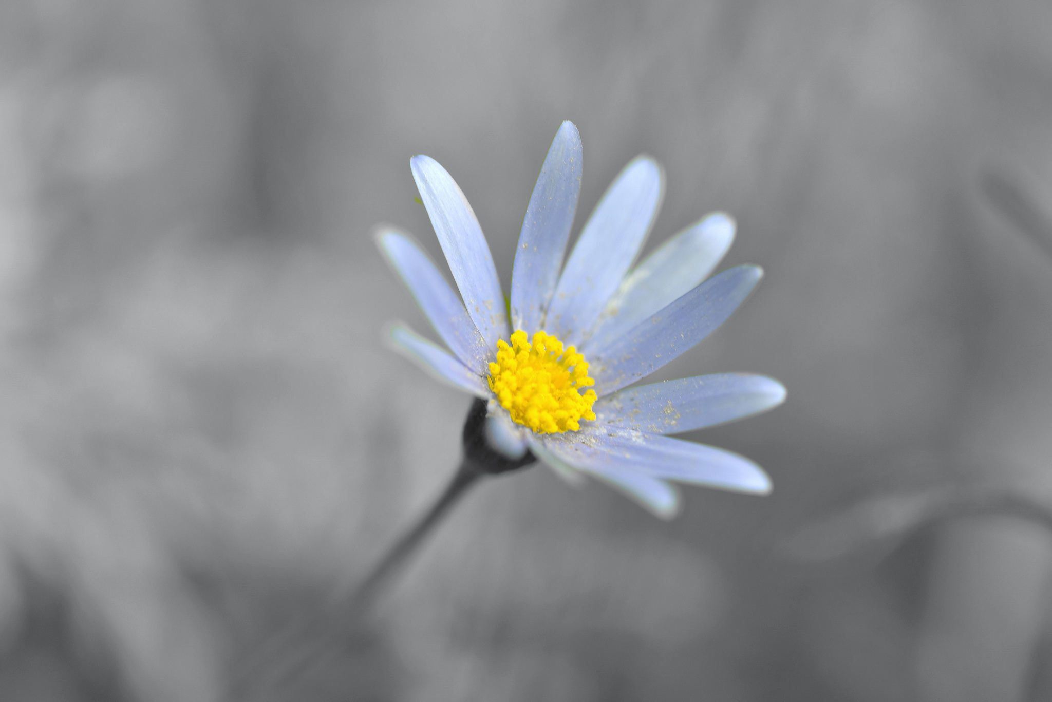 earth, daisy, chamomile, flower, nature, white flower, flowers 1080p