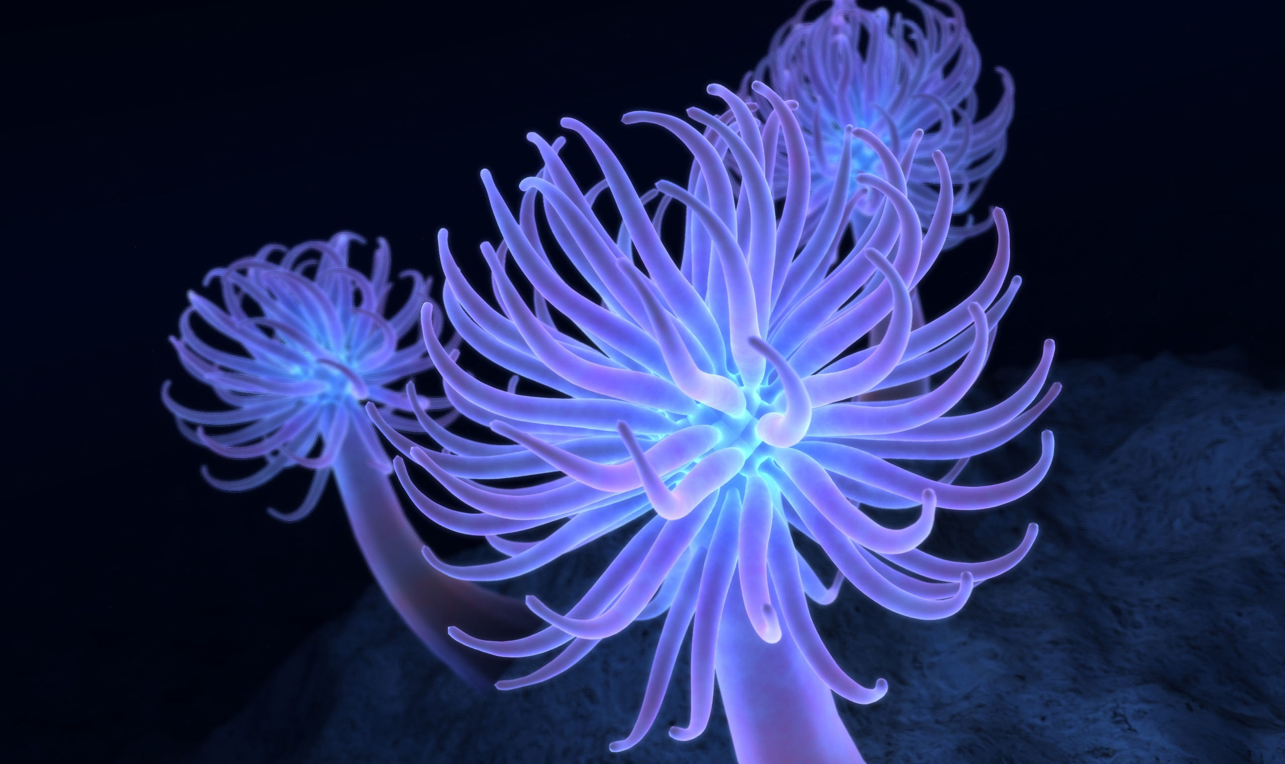 Кишечнополостные водоросли. Медуза актиния. Кораллы актинии. Медузы коралловые полипы. Анемоны актинии.