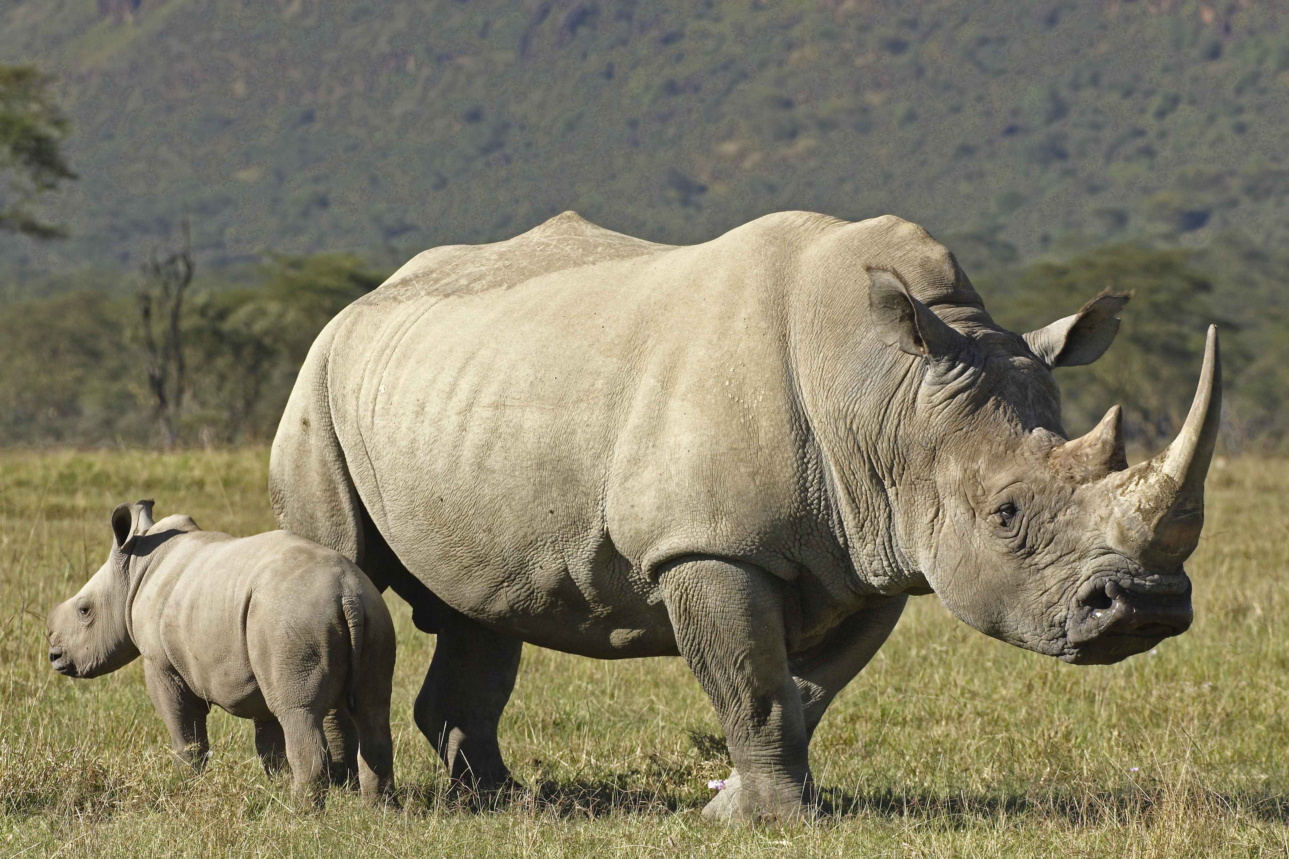 wallpapers animal, rhino, rhinoceros