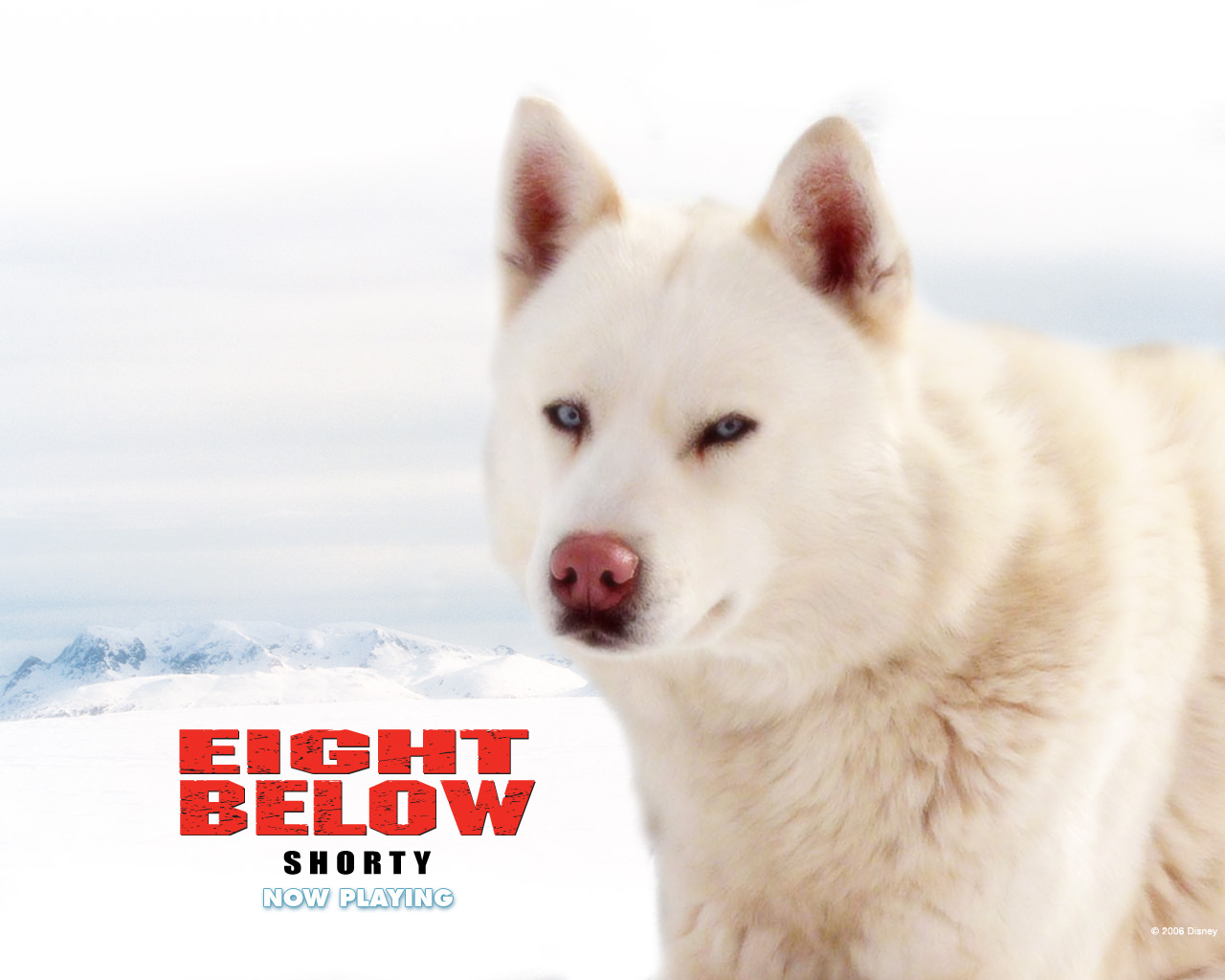 Белый поен. Белый плен Дьюи. Белый плен (eight below) 2006. Белый плен имена собак.