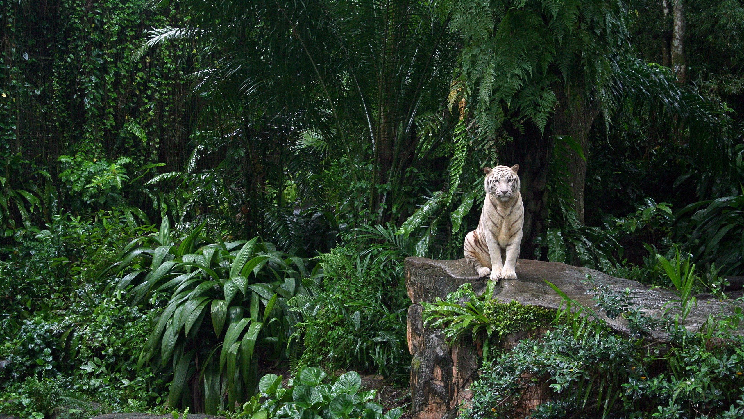 265288 免費下載壁紙 动物, 白虎, 森林, 雨林, 植物, 老虎, 猫 屏保和圖片