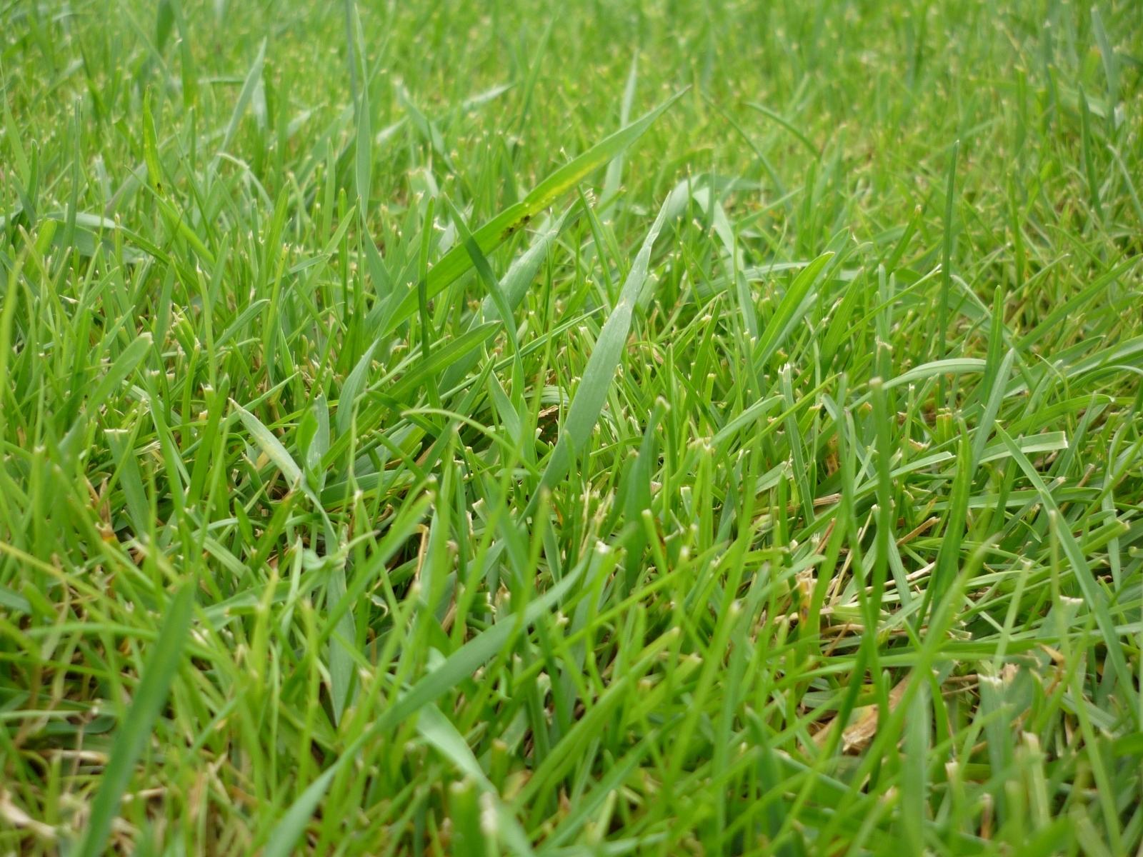 Download mobile wallpaper Grass, Plants for free.