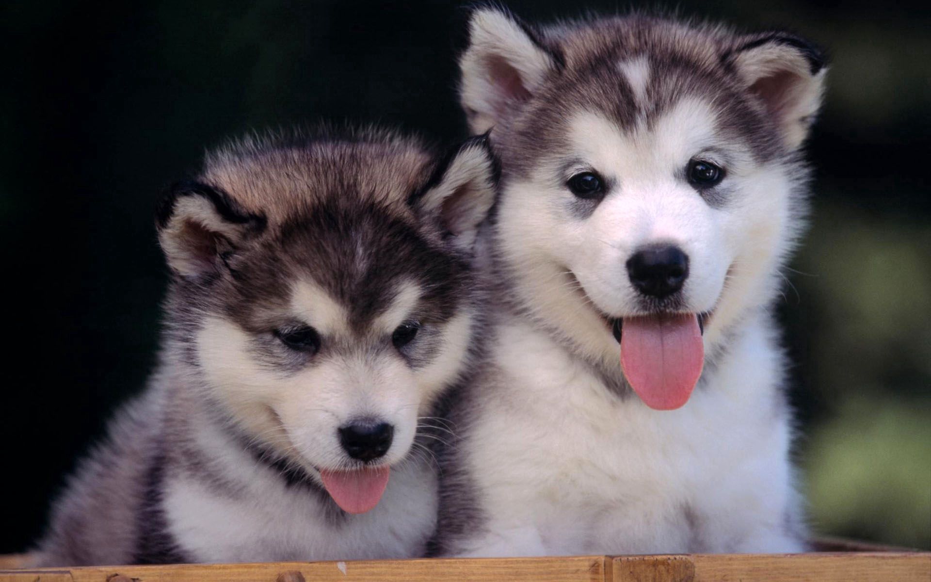 Download mobile wallpaper Rest, Relaxation, Husky, Puppies, Animals, Pair, Couple for free.