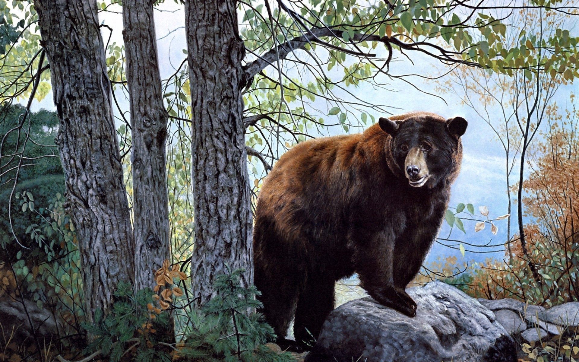 Handy-Wallpaper Bär, Wald, Bäume, Tiere kostenlos herunterladen.
