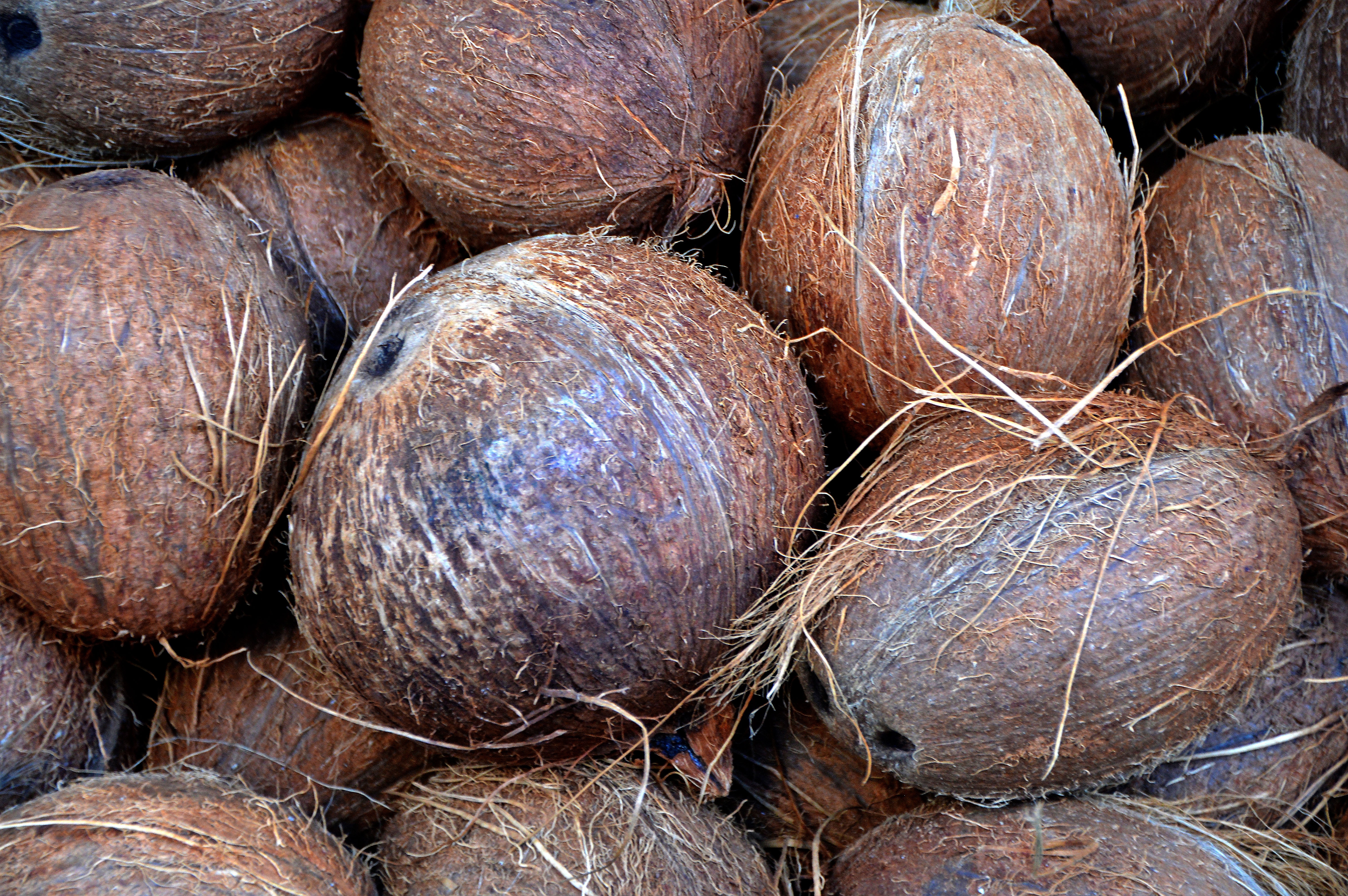 collection of best Coconuts HD wallpaper