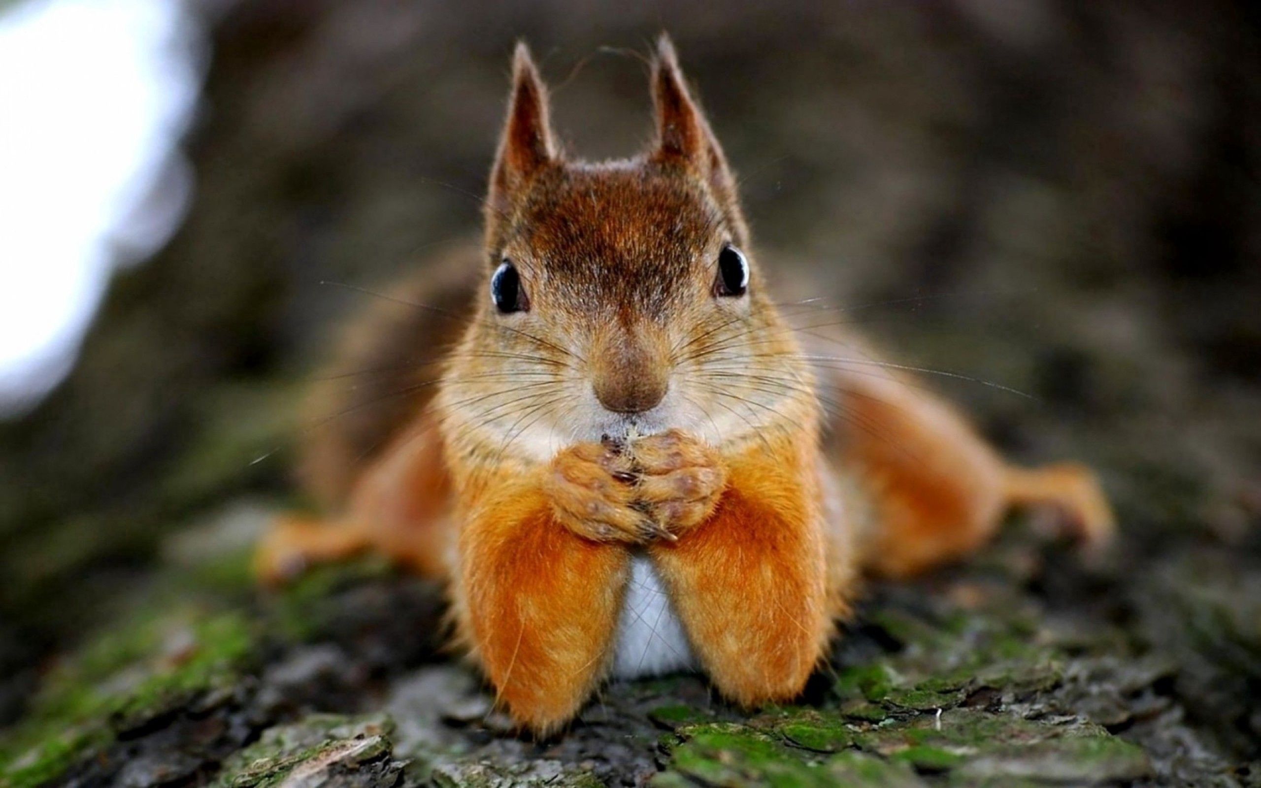 Die besten Eichhörnchen-Hintergründe für den Telefonbildschirm