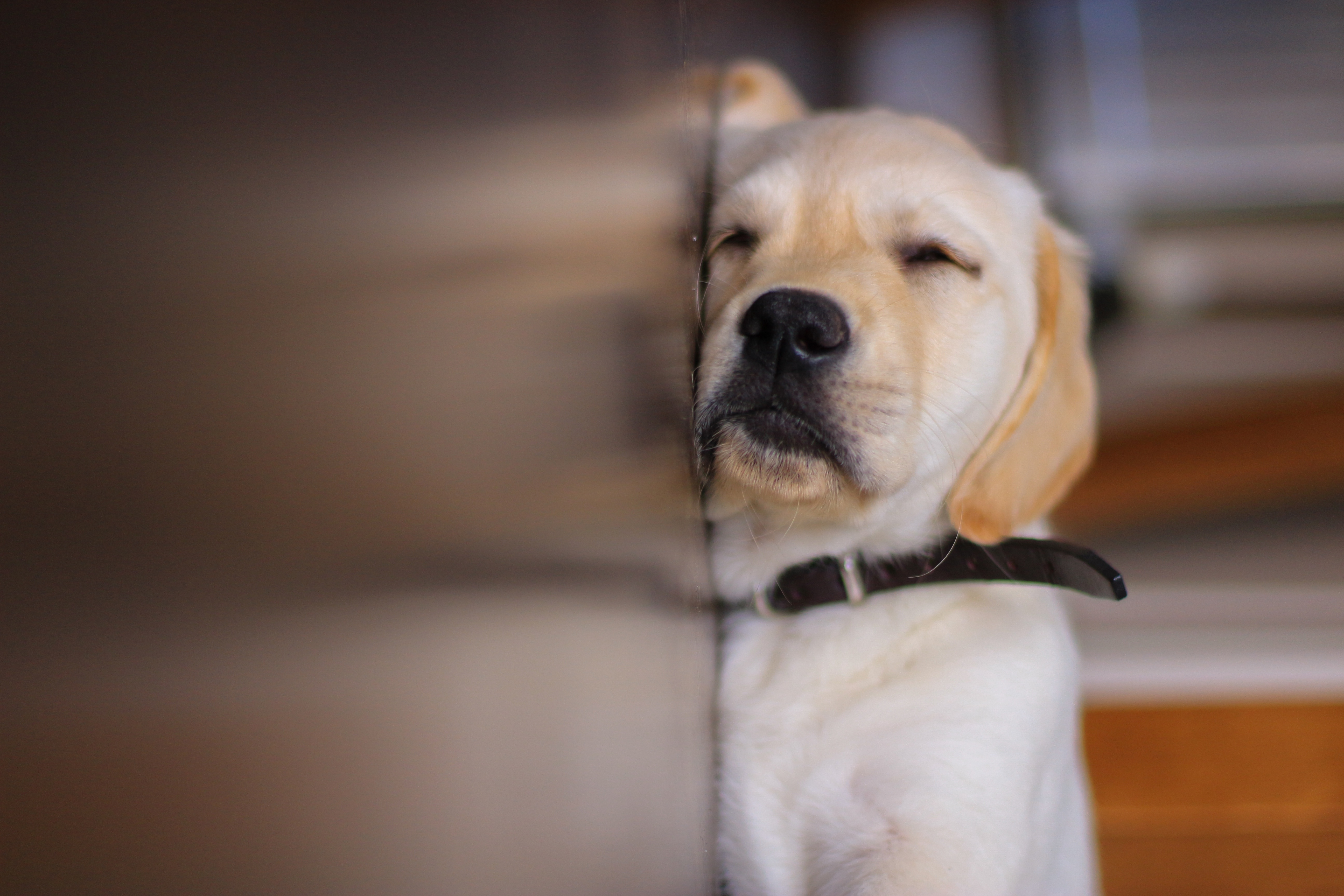 Free download wallpaper Dogs, Dog, Muzzle, Animal, Puppy, Golden Retriever, Sleeping on your PC desktop